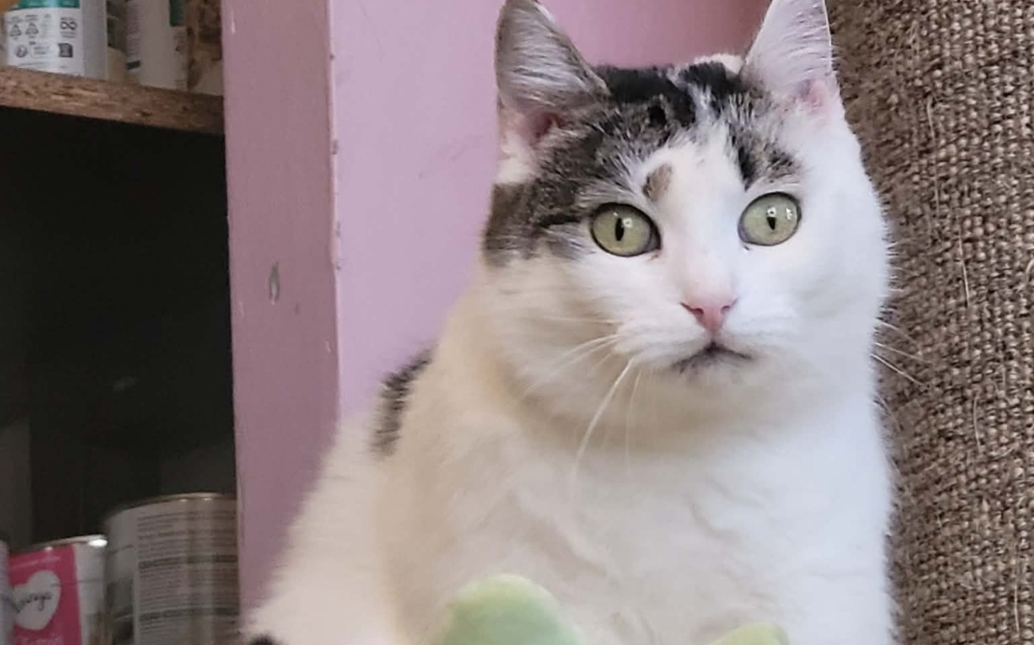 
        Kot o zielonych oczach siedzący na półce.
    