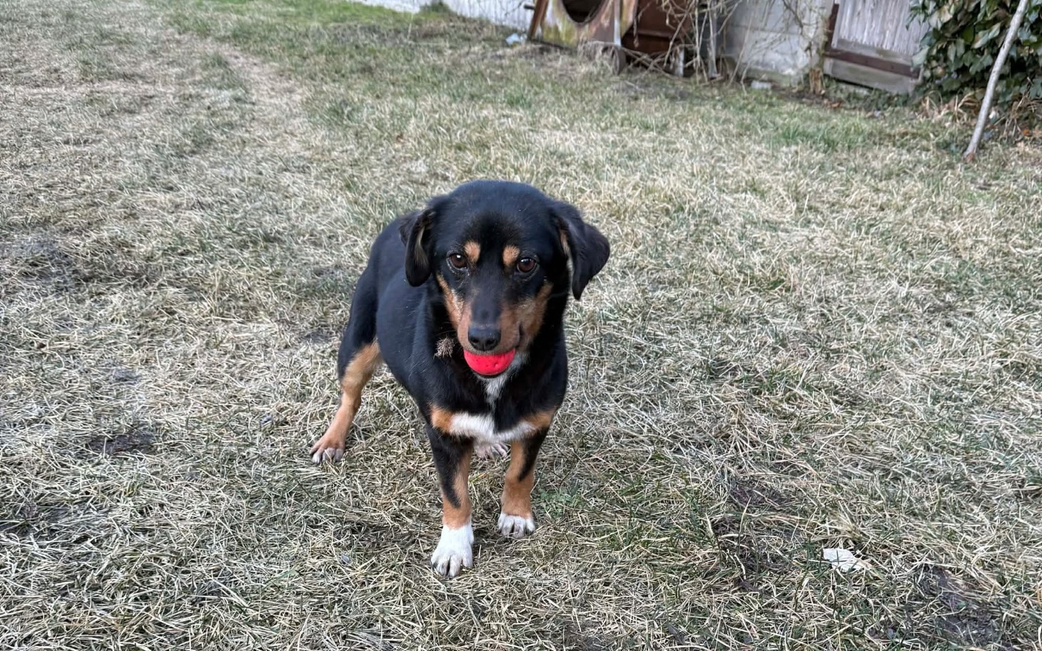 
        Zwierzęta w schronisku czekające na adopcję.
    