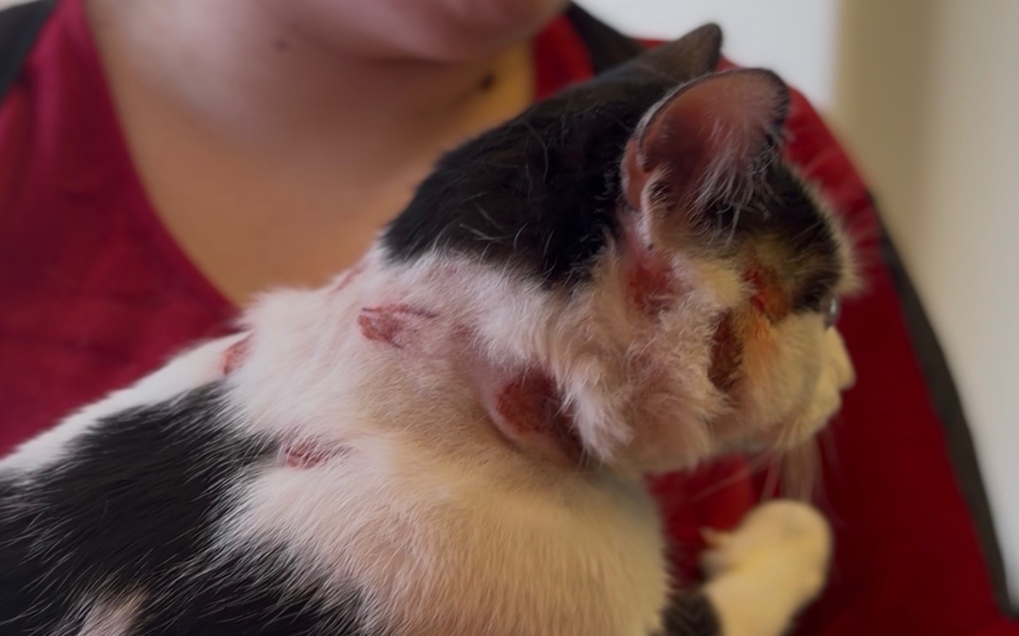 
        Kot z ranami na szyi trzymany przez osobę.
    