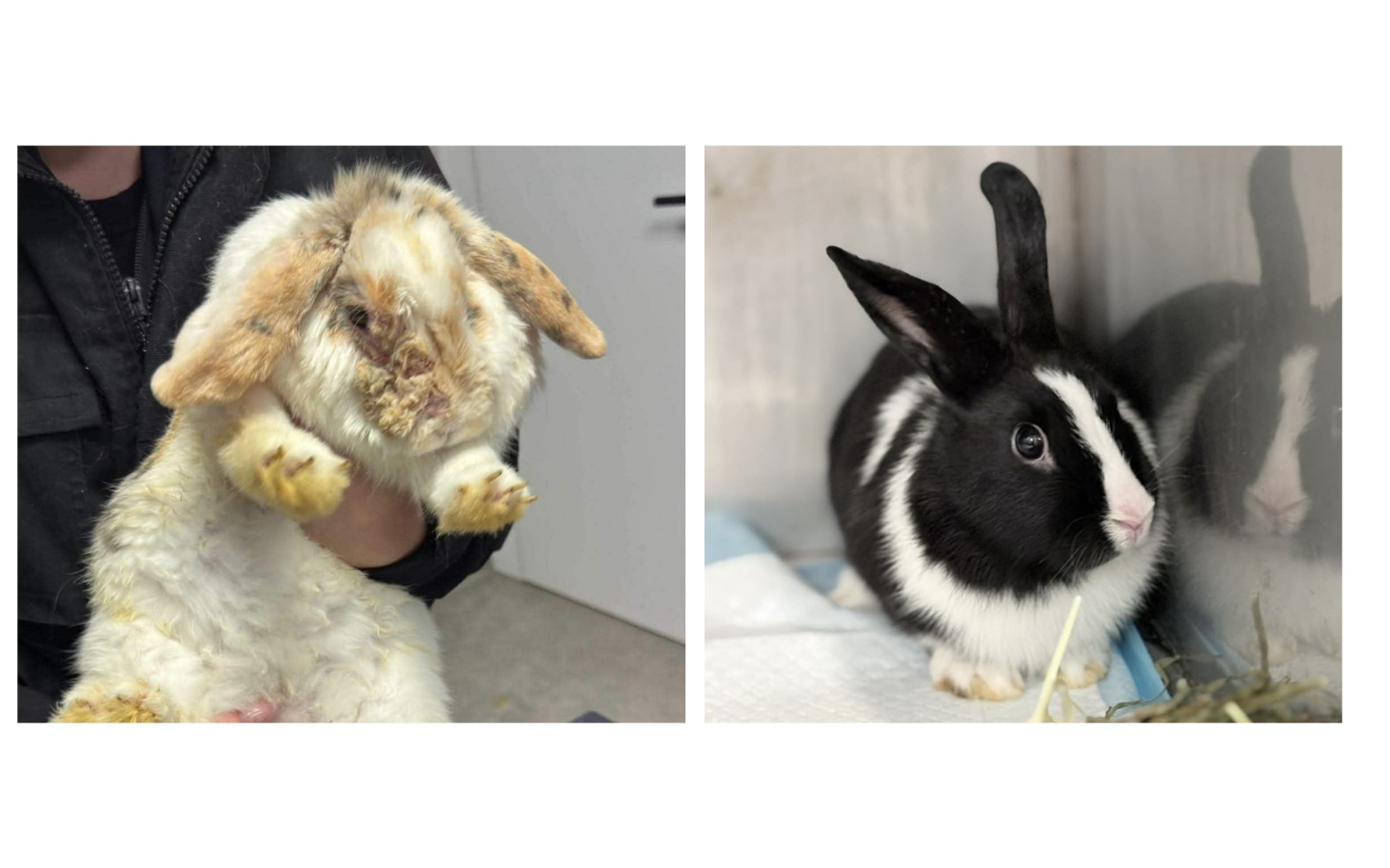 
        Dwa króliki, jeden z długimi uszami, drugi z krótkimi.
    