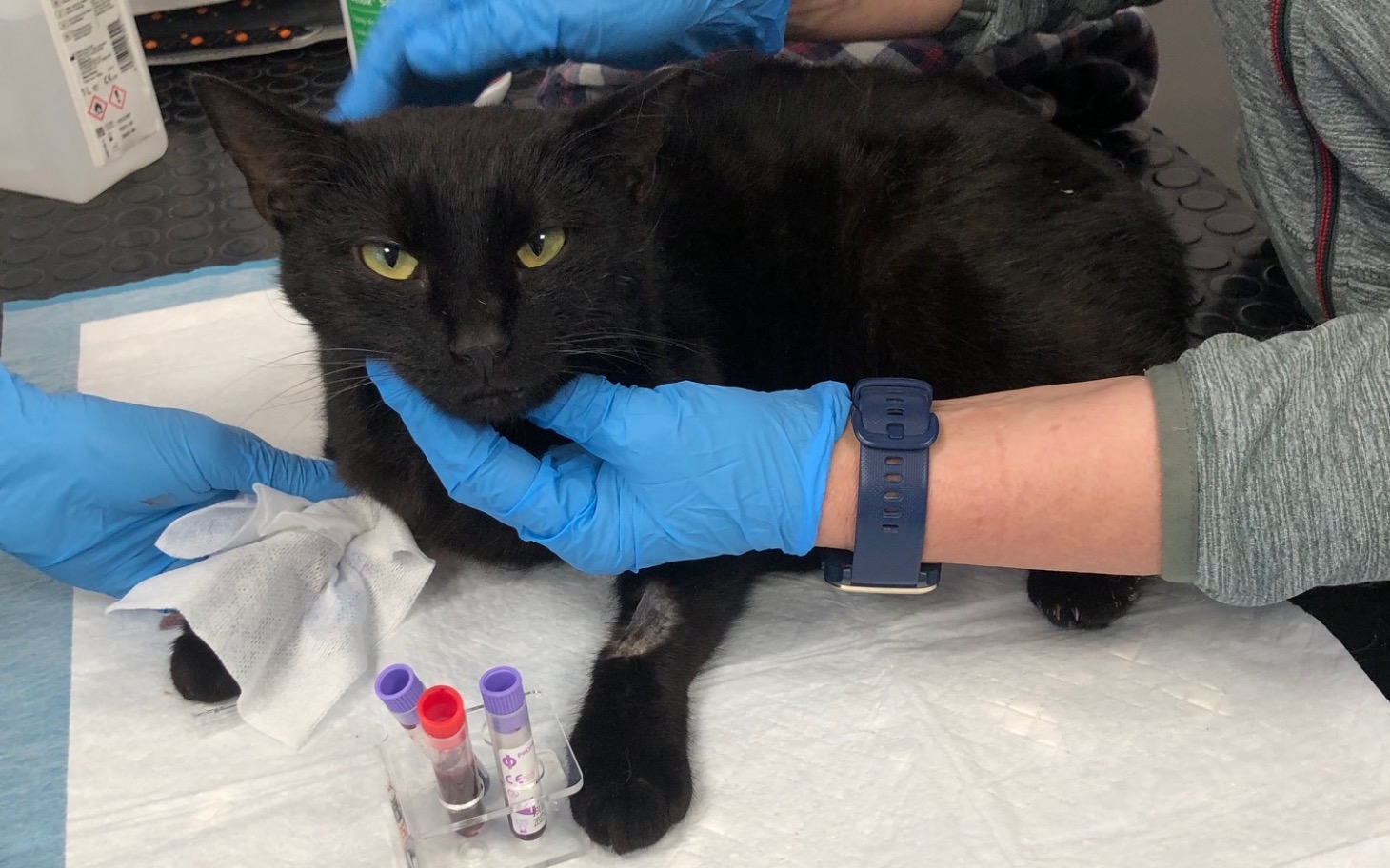 
        Czarny kot podczas badania weterynaryjnego.
    