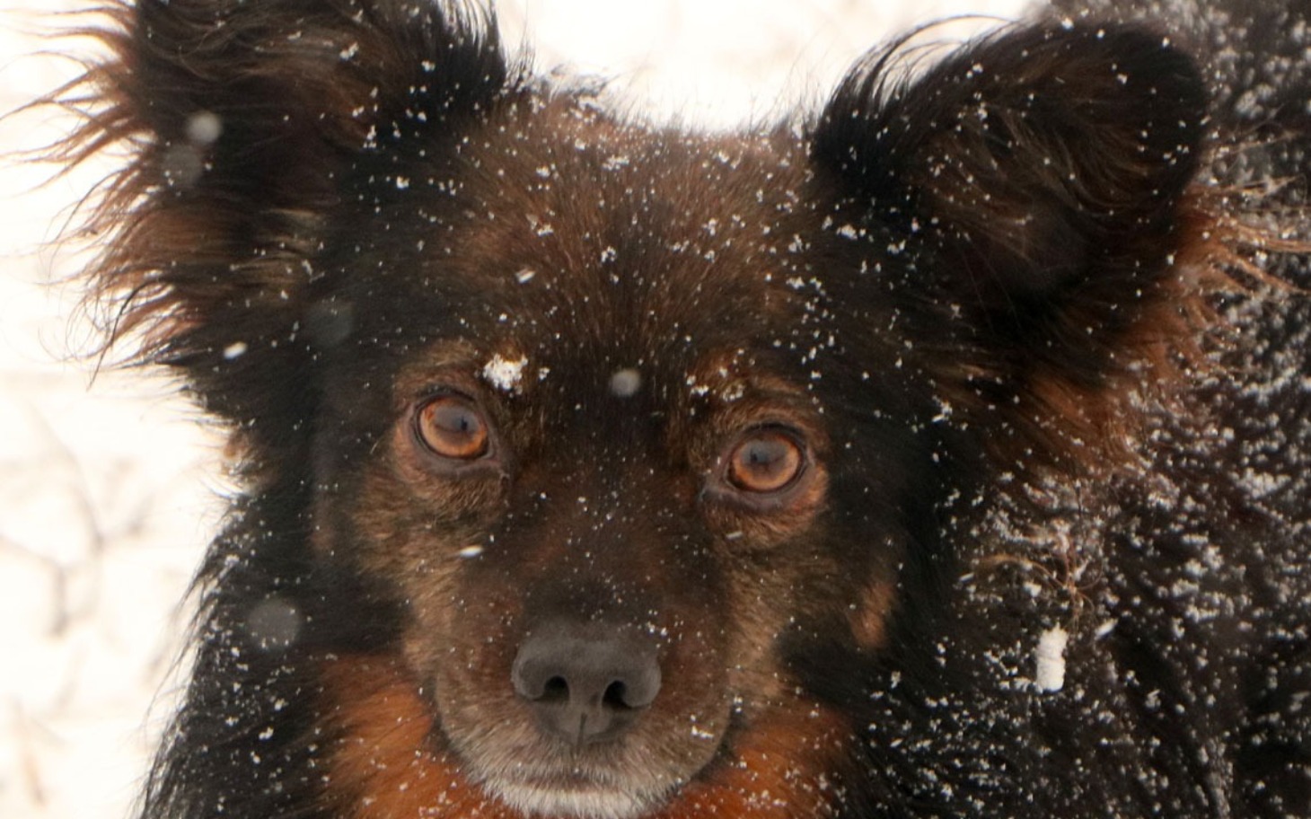 
        Pies w zimowej scenerii, pokryty śniegiem.
    