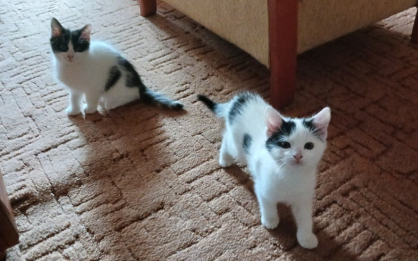 
        Dwa małe kotki bawią się w pokoju, wyglądają na ciekawskie.
    