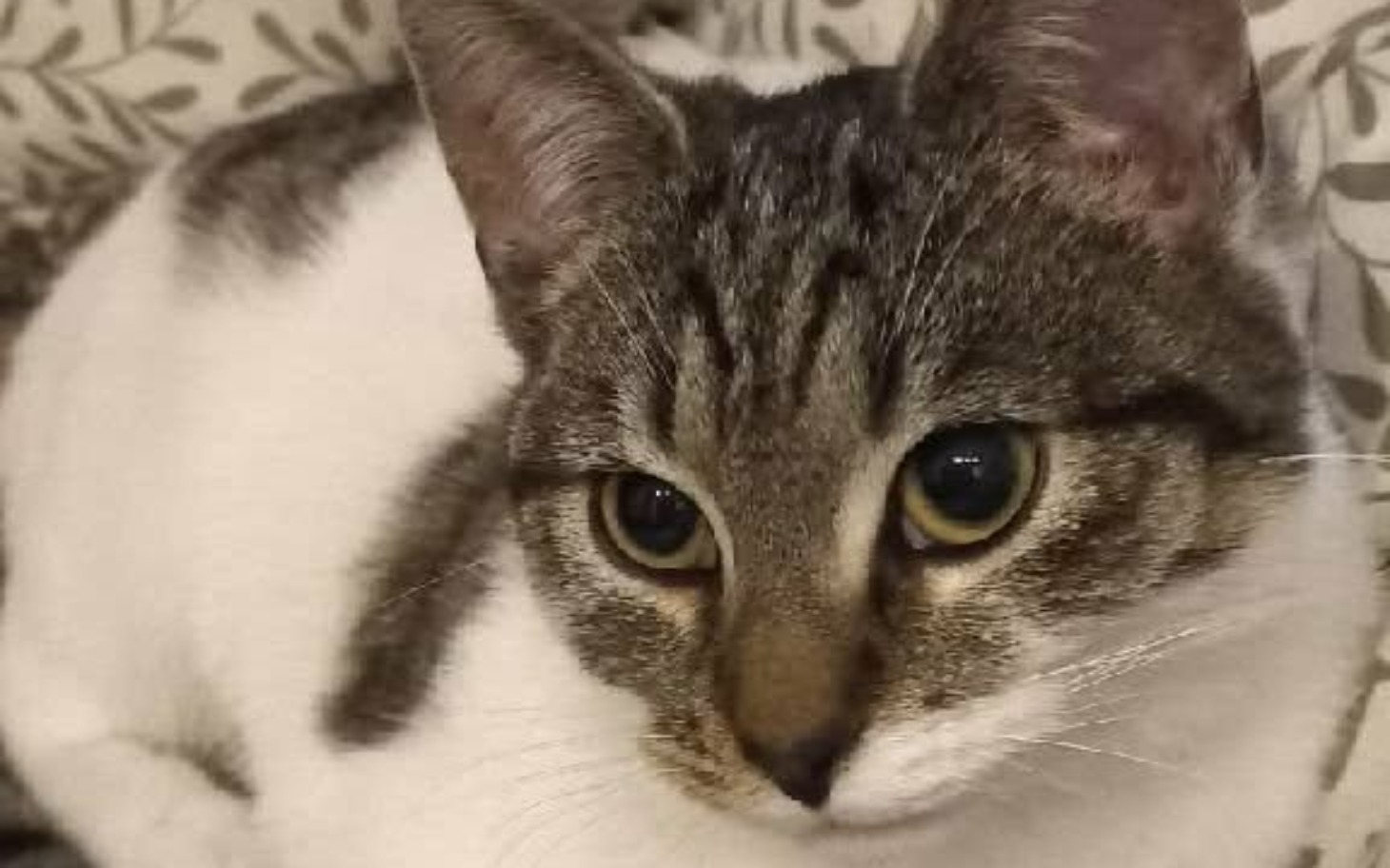 
        Koty w schronisku, gotowe do adopcji.
    