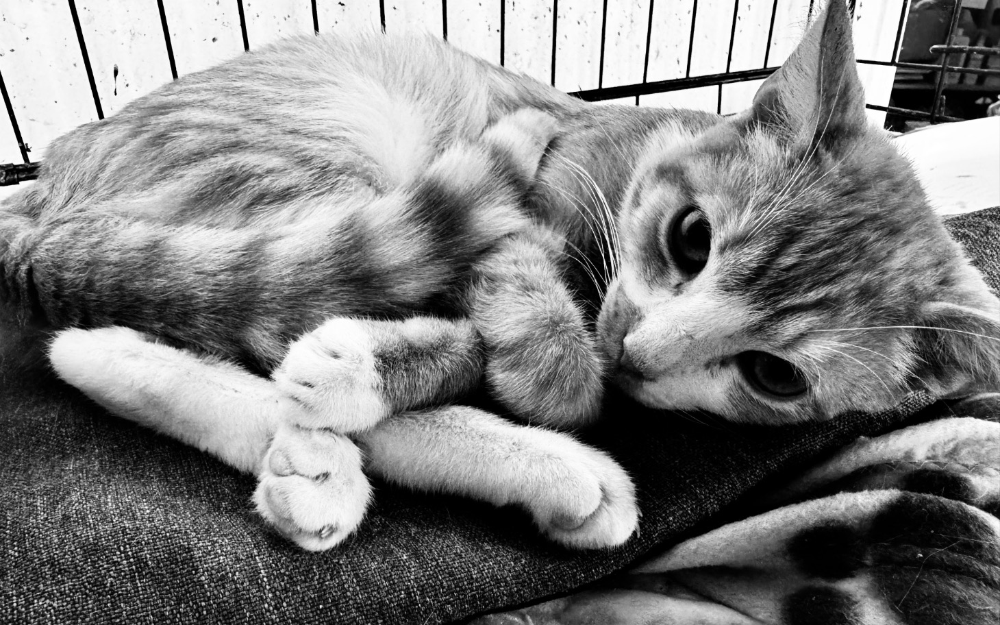 
        Rudy kot zwinięty w kłębek, odpoczywający na kocu.
    