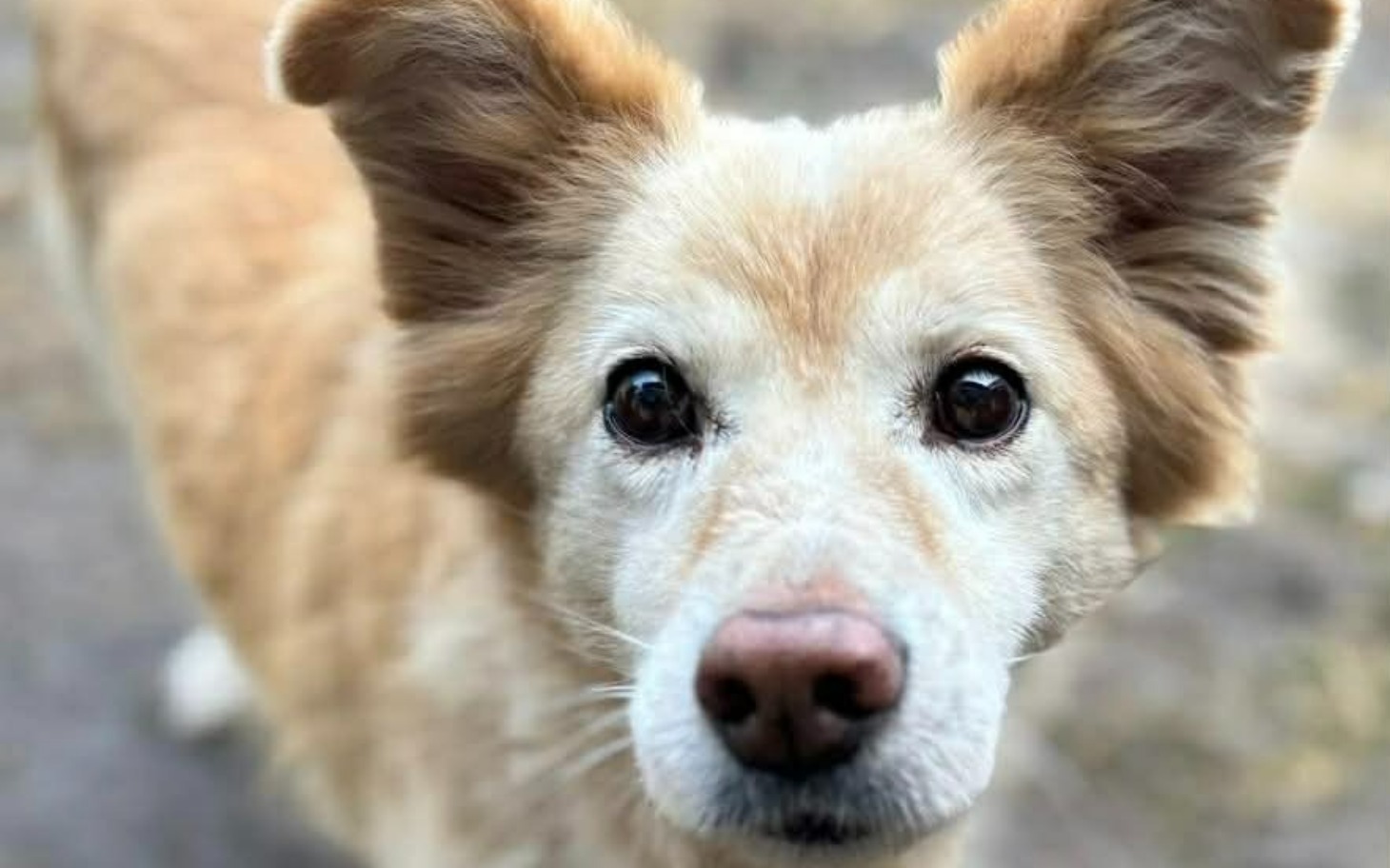 
        Zbliżenie na psa o złotym futrze z wyrazistymi oczami.
    