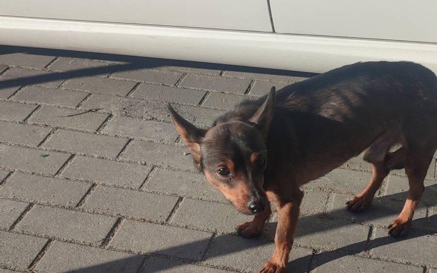 
        Mały piesek na chodniku, patrzy w stronę aparatu.
    