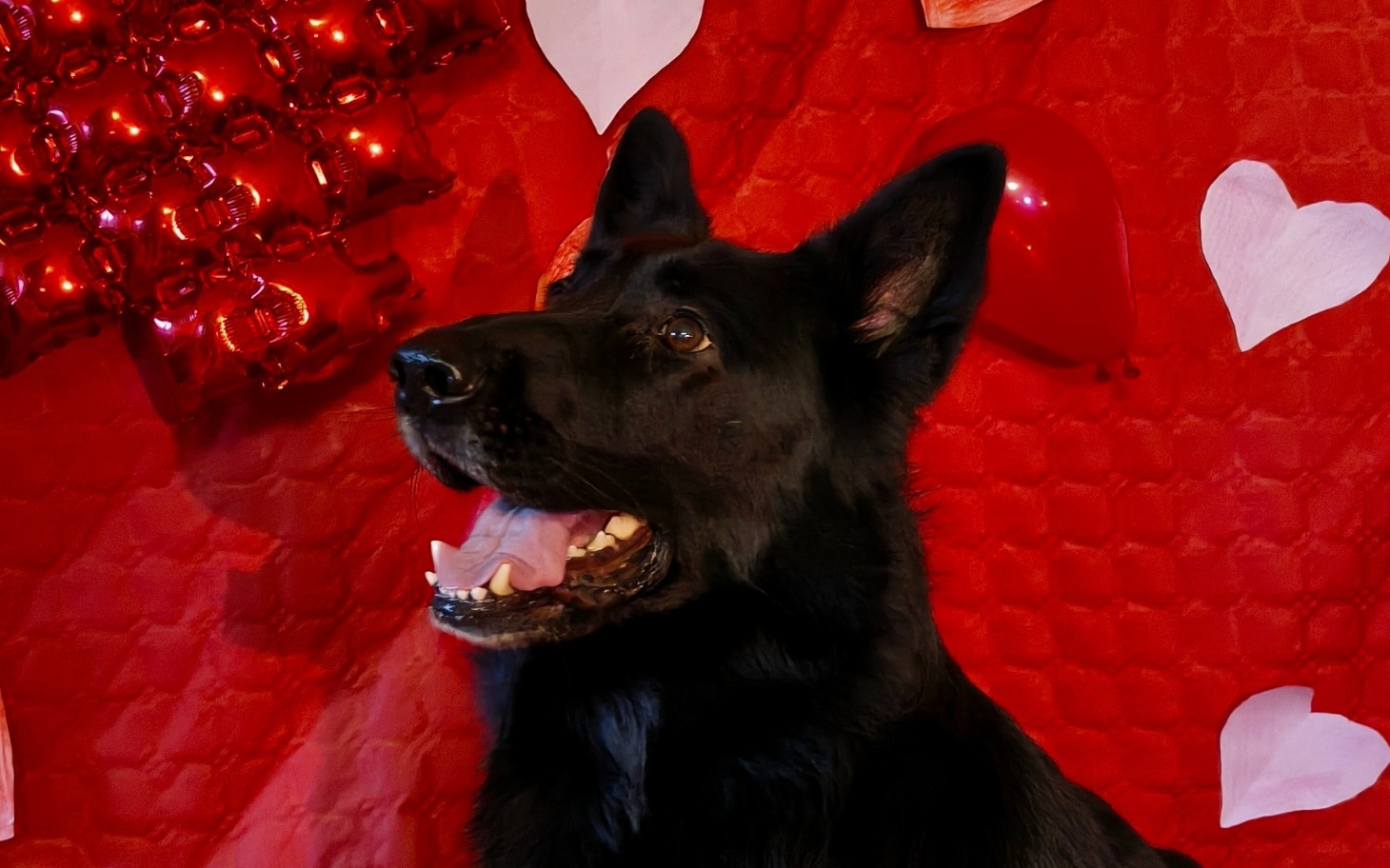 
        Czarny owczarek niemiecki na tle dekoracji walentynkowych.
    