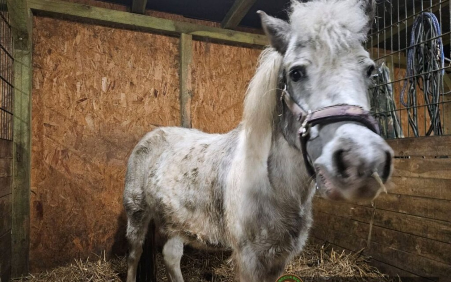 
        Mały koń w stajni, z sianem wokół.
    