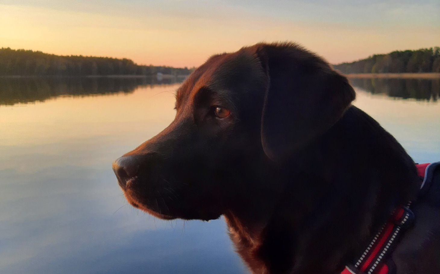 
        Czarny labrador patrzący na zachód słońca nad jeziorem.
    