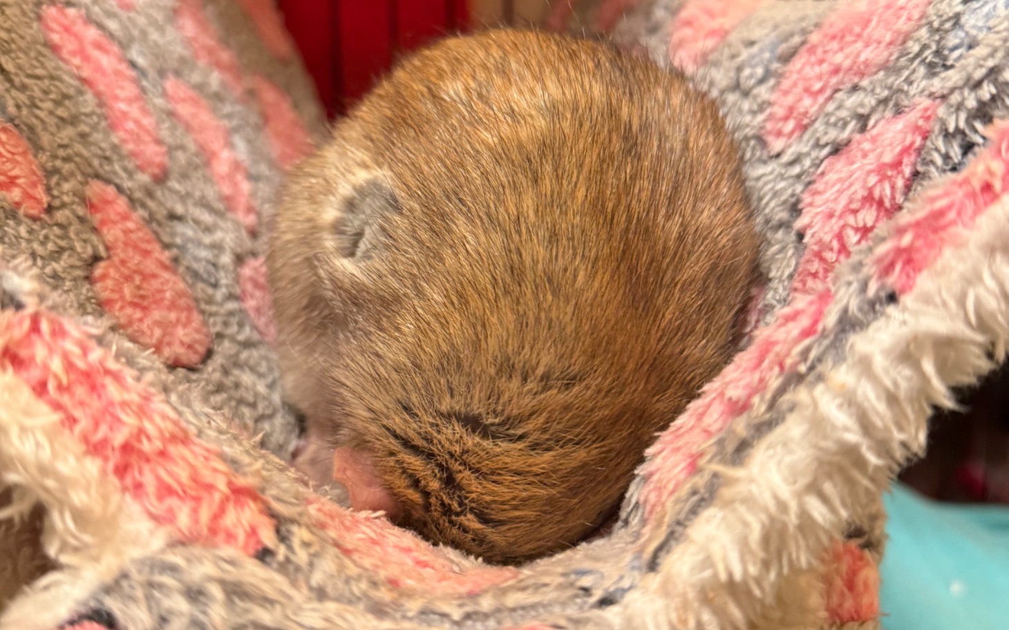 
        Mały gryzoni w kocyku, śpi w bezpiecznym miejscu.
    