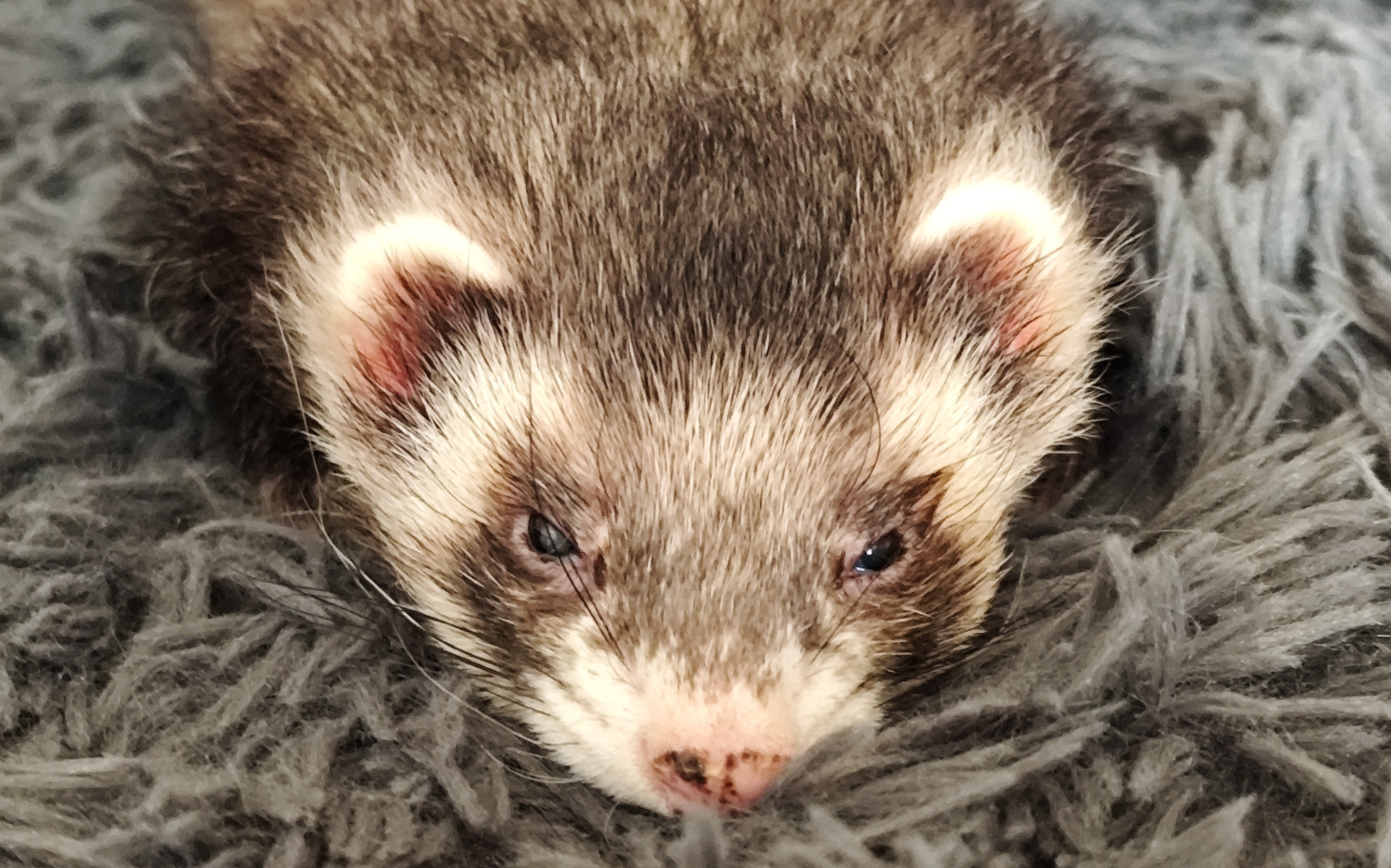 Fretka leżąca na miękkim kocu, z wyrazem twarzy.