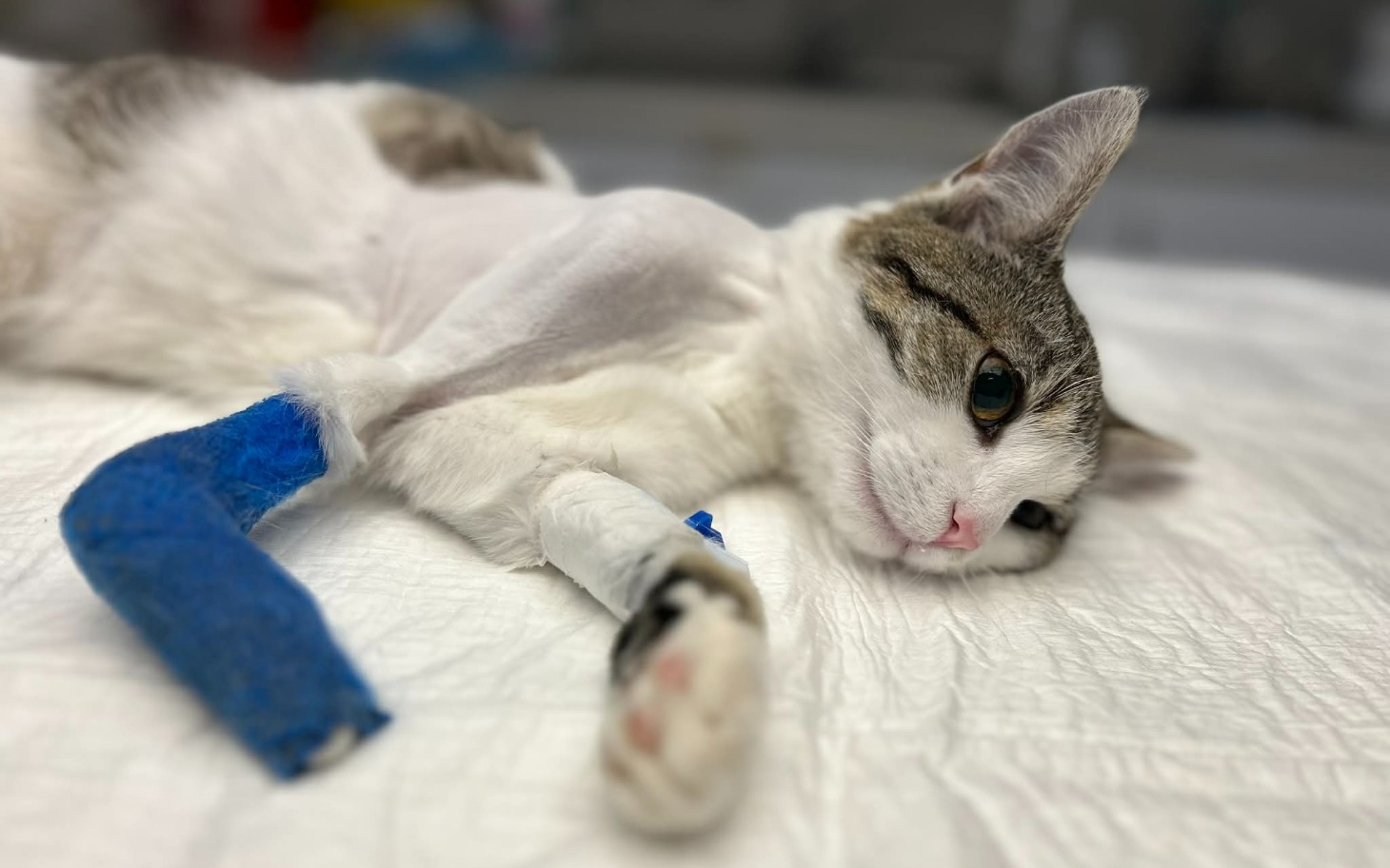 
        Kot leżący na stole, z opatrunkiem na łapie.
    