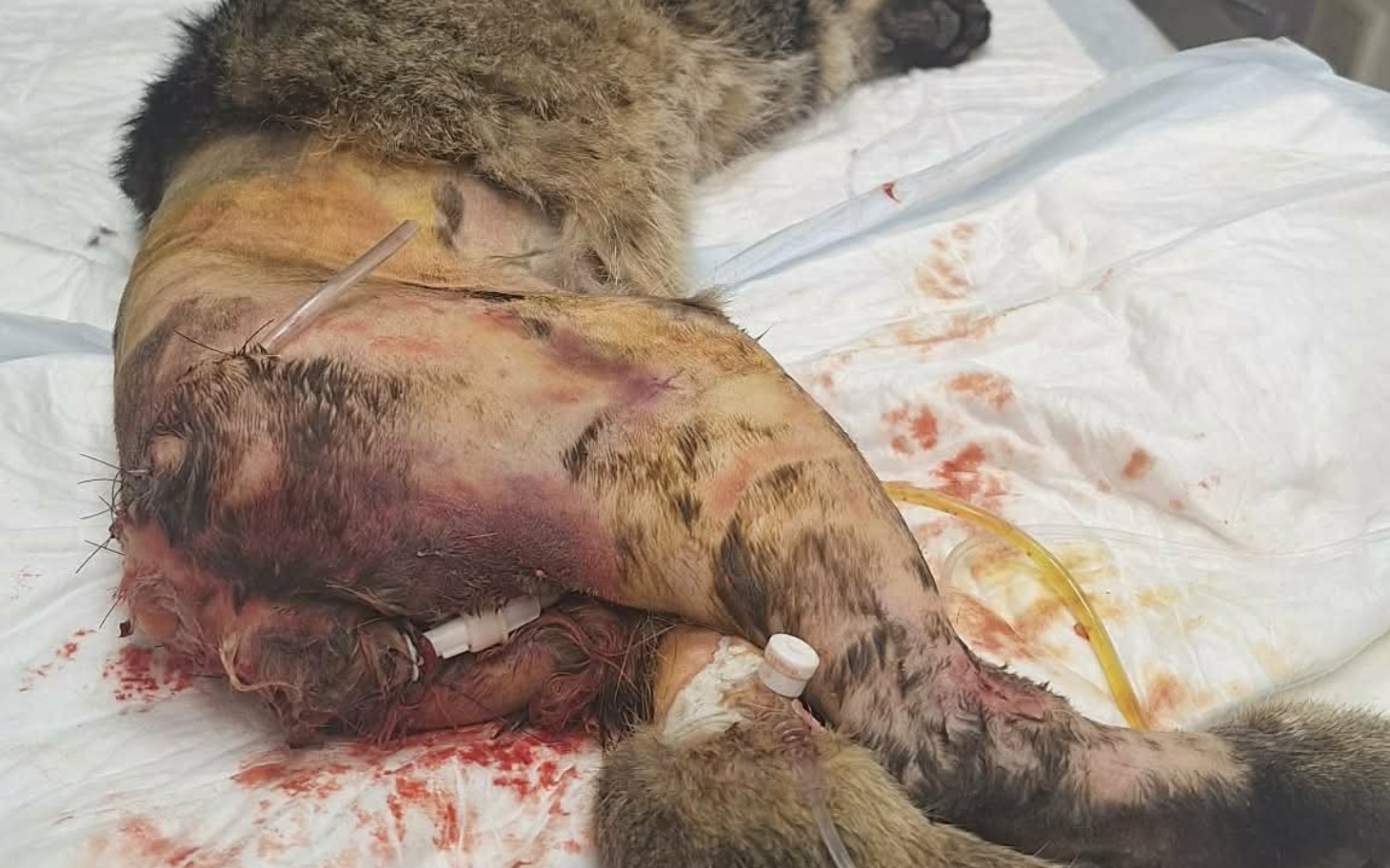 
        Ranny kot z obrażeniami na nodze, w szpitalu weterynaryjnym.
    