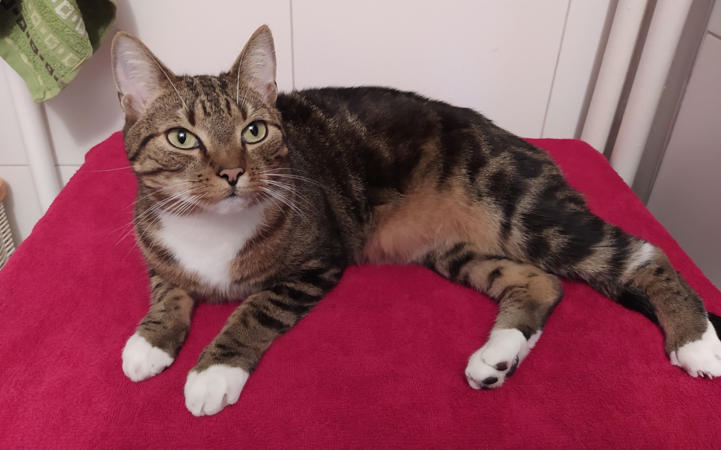 Kot wylegujący się na czerwonym kocyku, z wyrazistym futrem i zielonymi oczami.