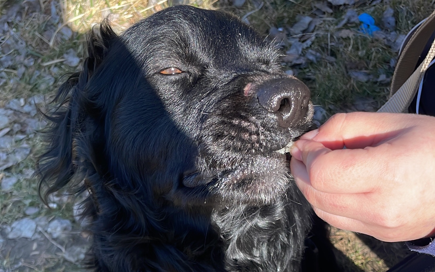 
        Czarny pies, który dostaje smakołyk od właściciela.
    