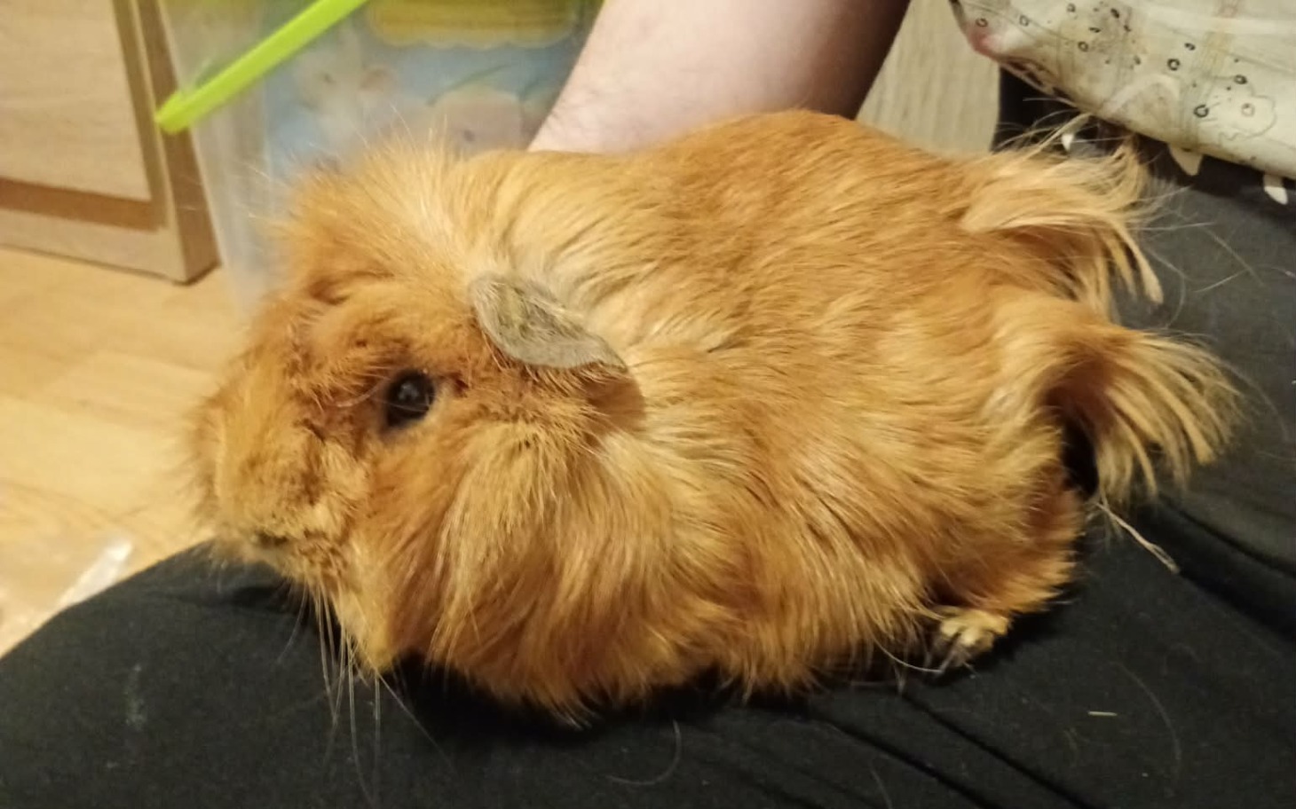 
        Rudy świnek morski odpoczywający na kolanach właściciela.
    