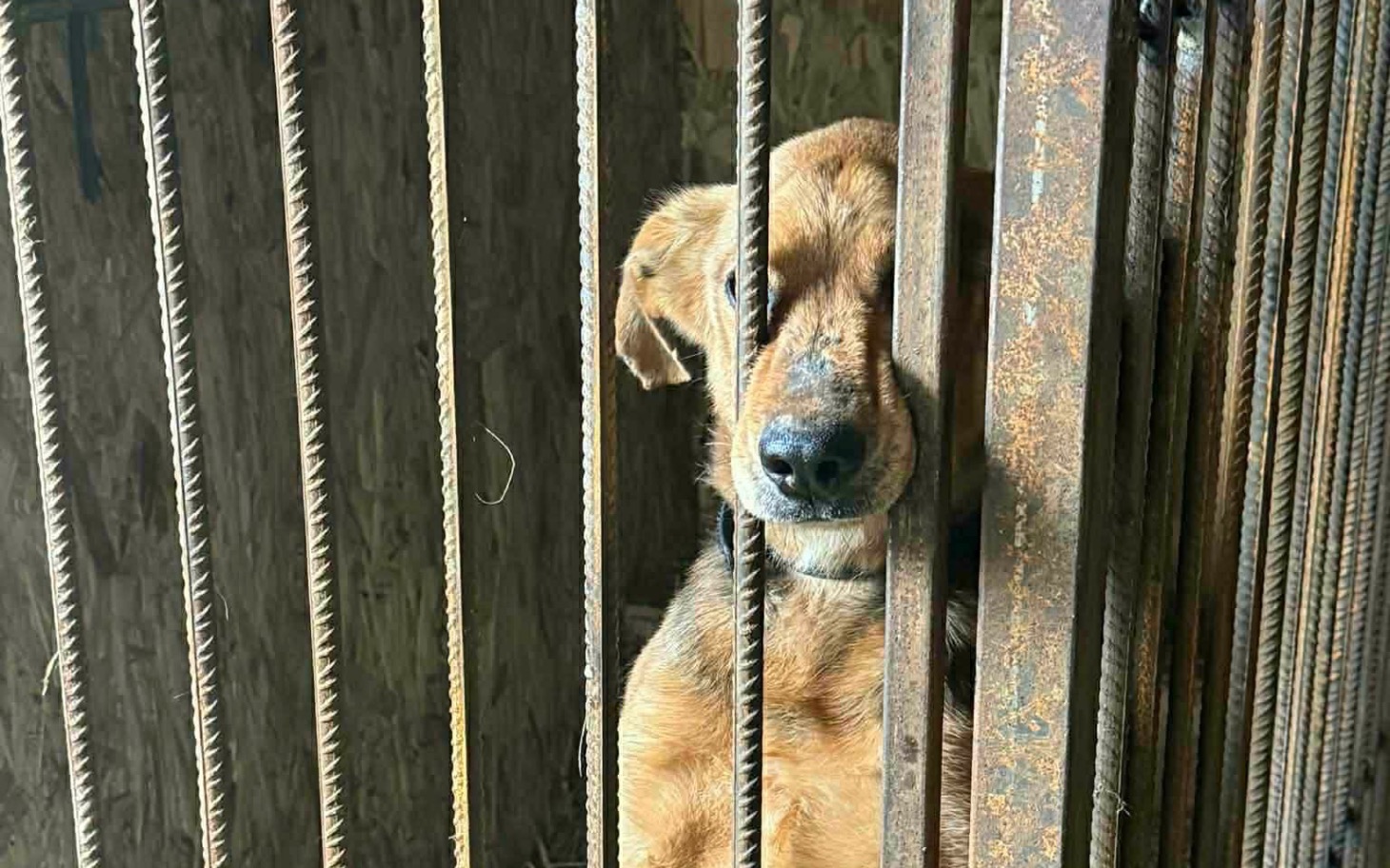 
        Pies w klatce, wyglądający na smutnego.
    