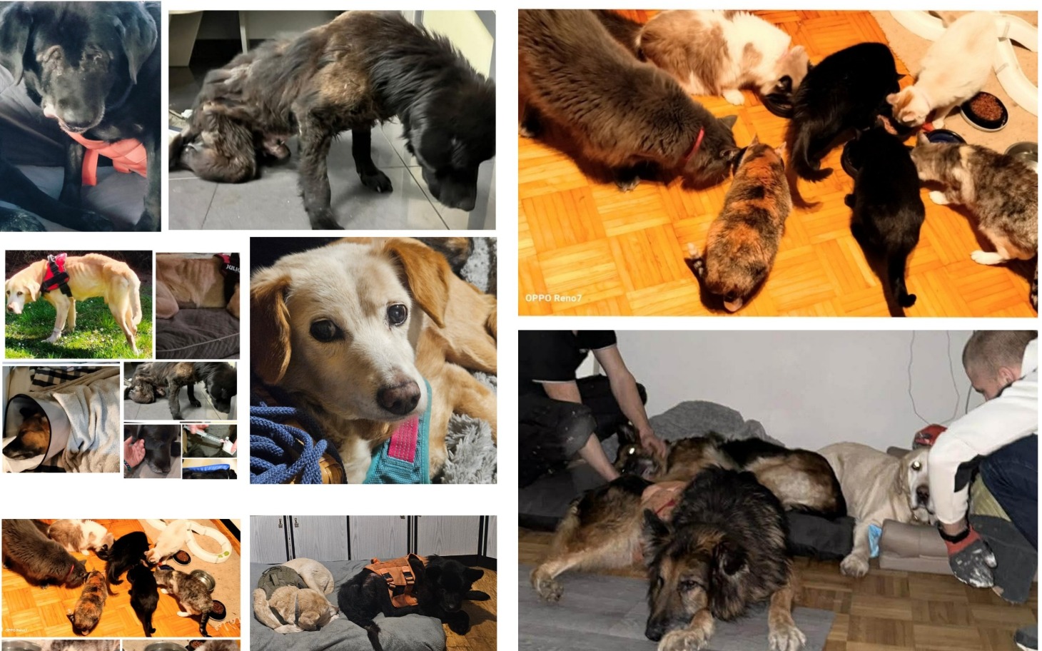 
        Grupa psów bawiących się razem w różnych pozach.
    