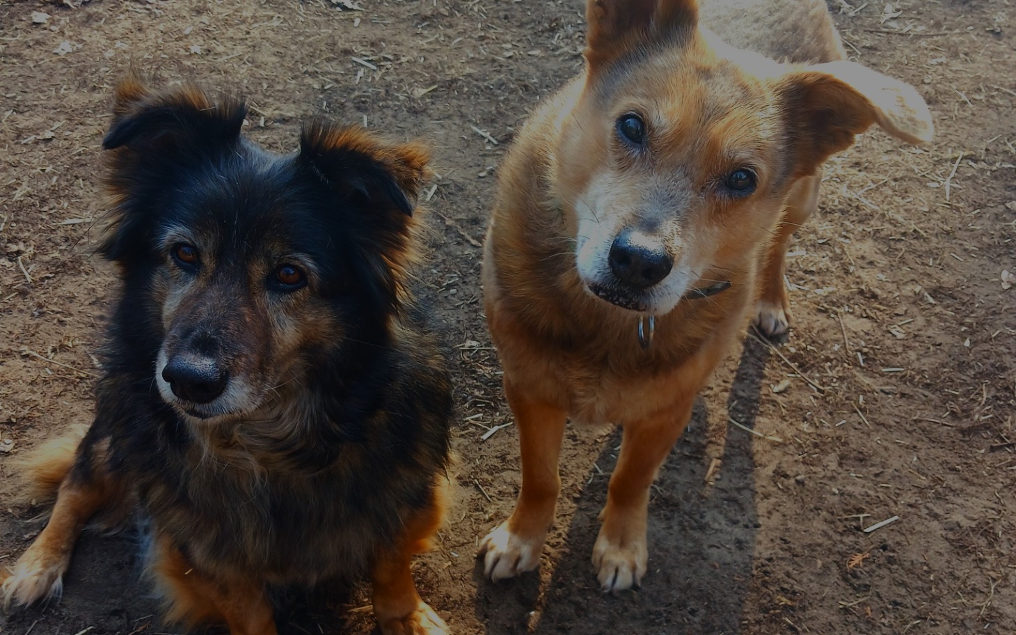 
        Dwa psy patrzą na kamerę, wyglądają na przyjazne.
    