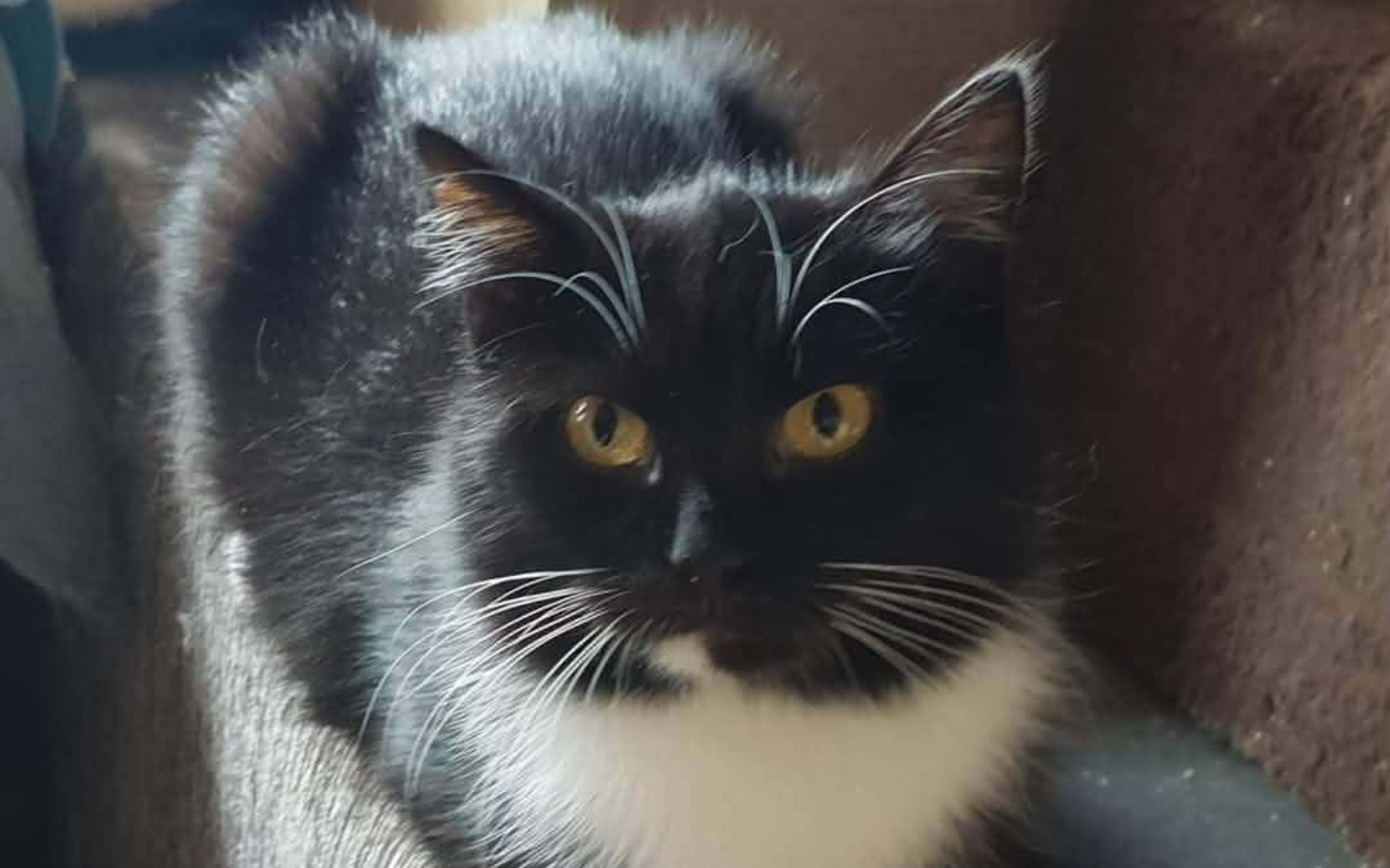 
        Osoba w mundurze, trzymająca broń w lesie.
    