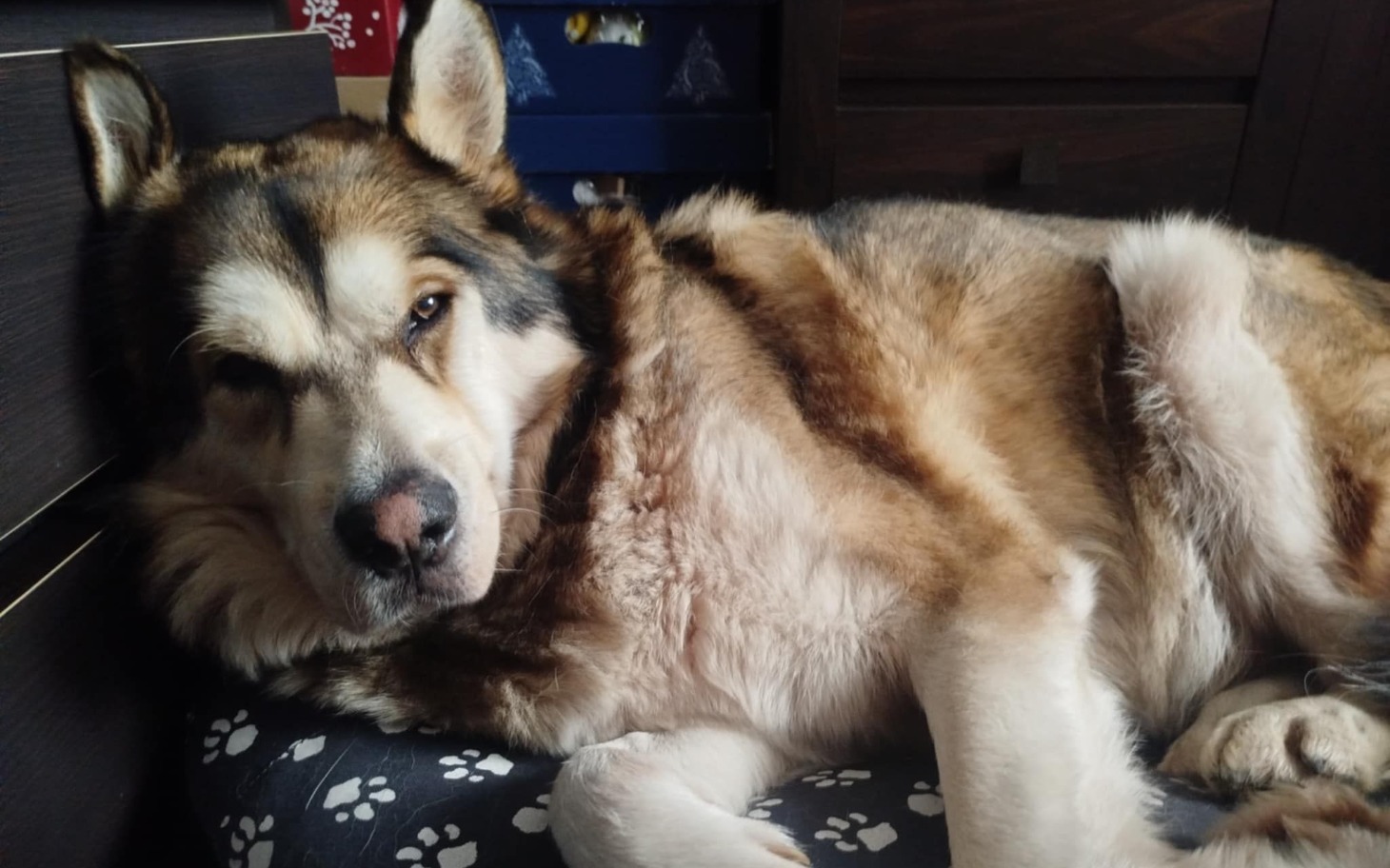 
        Żółw pływający w akwarium, widoczny z góry.
    