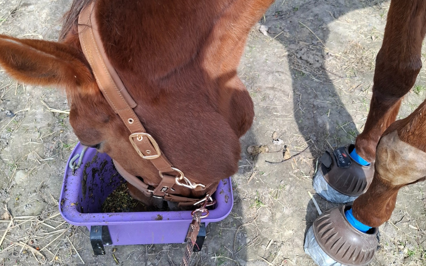 
        Koń jedzący z wiadra, z nowoczesnym obuwiem ochronnym.
    