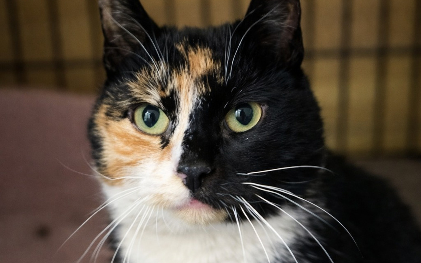 
        Kot o tricolorowym futrze, patrzący w obiektyw.
    