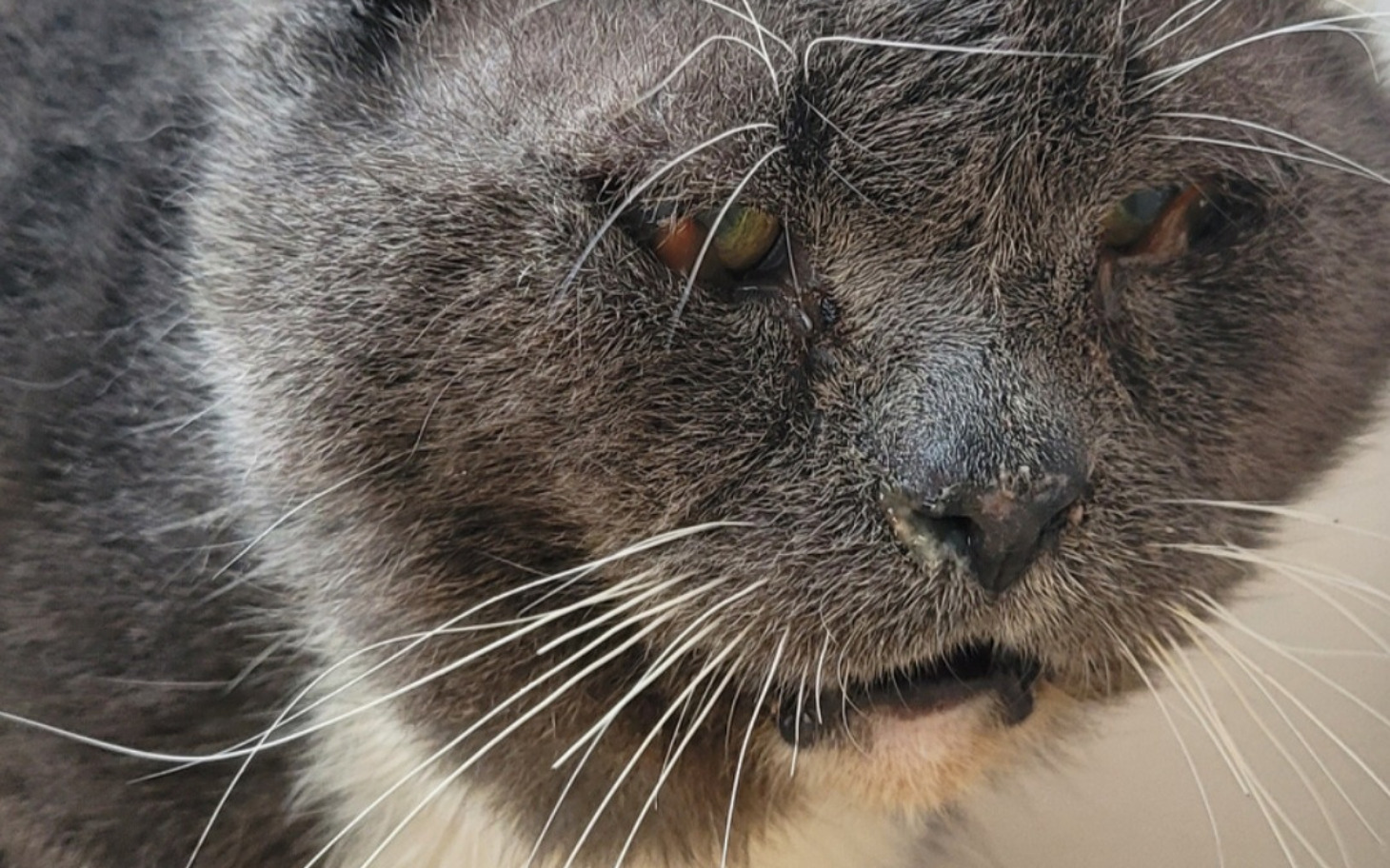 
        Zbliżenie na kota z szarym futrem i wyrazistymi oczami.
    
