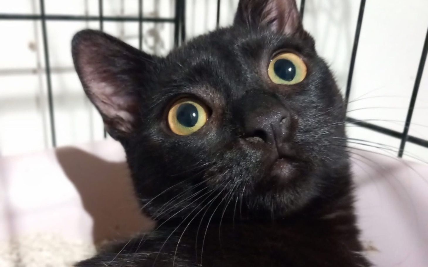 
        Czarny kot z dużymi oczami, patrzący z zainteresowaniem.
    