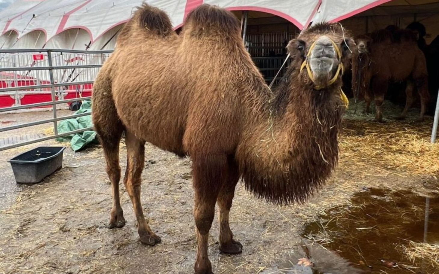 
        Wielbłąd stojący w zagrodzie, z ciekawym wyrazem twarzy.
    