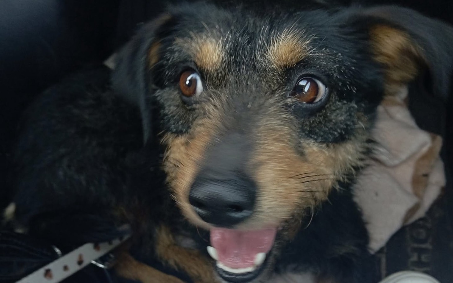 
        Szczęśliwy pies z uśmiechem, patrzący w obiektyw.
    