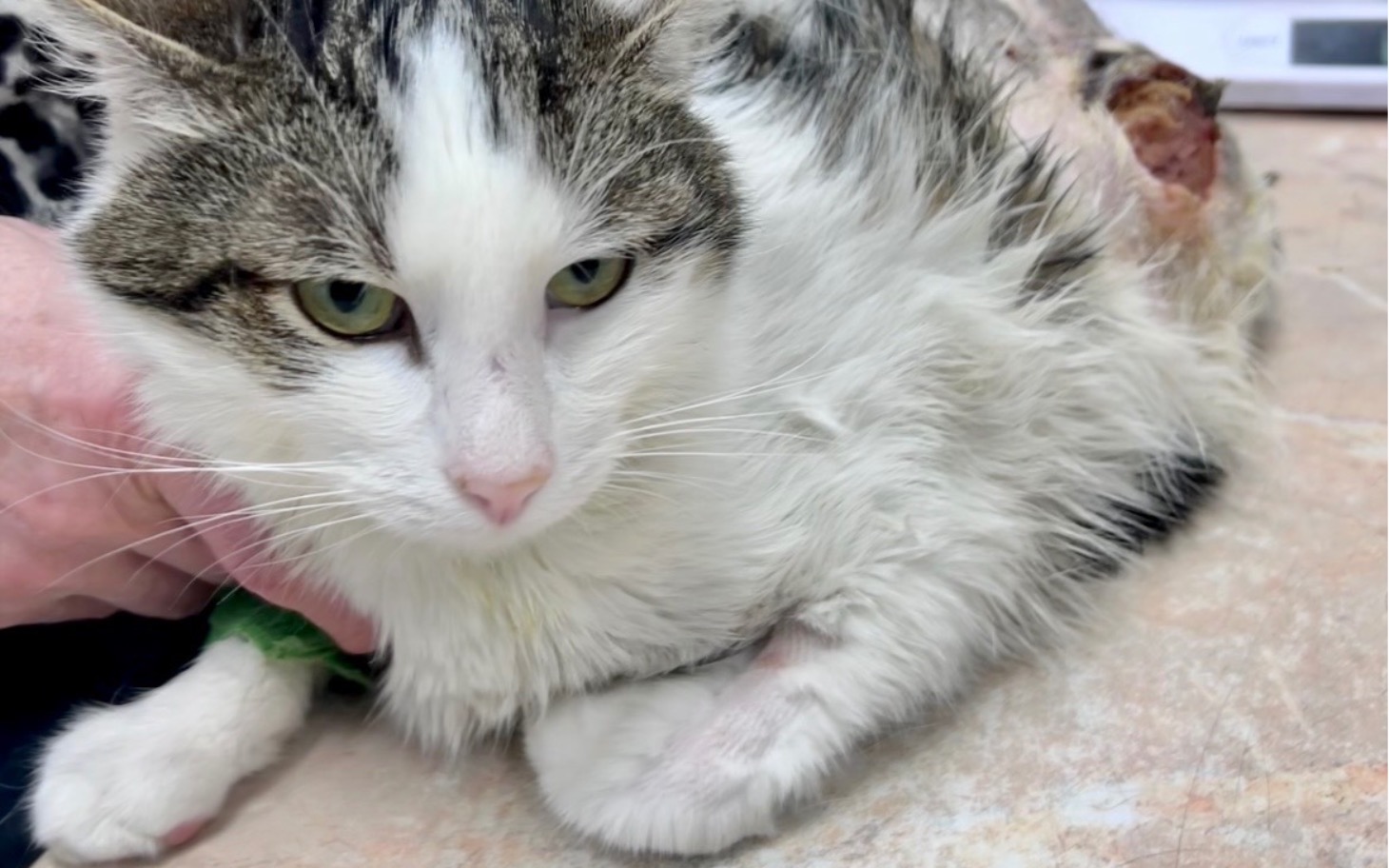 
        Kot leżący na stole, z widocznymi ranami na ciele.
    