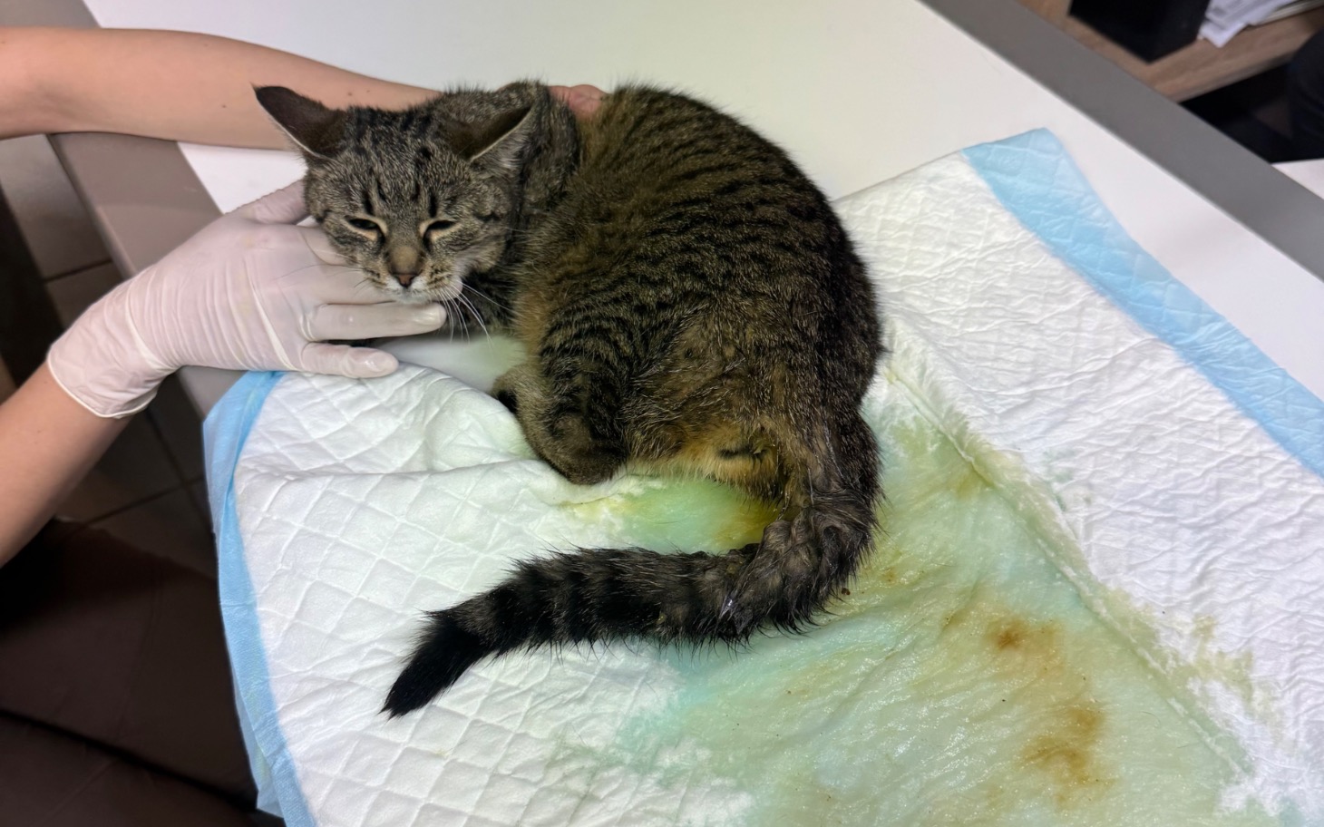 
        Chory kotek na stole weterynaryjnym, potrzebuje pomocy.
    