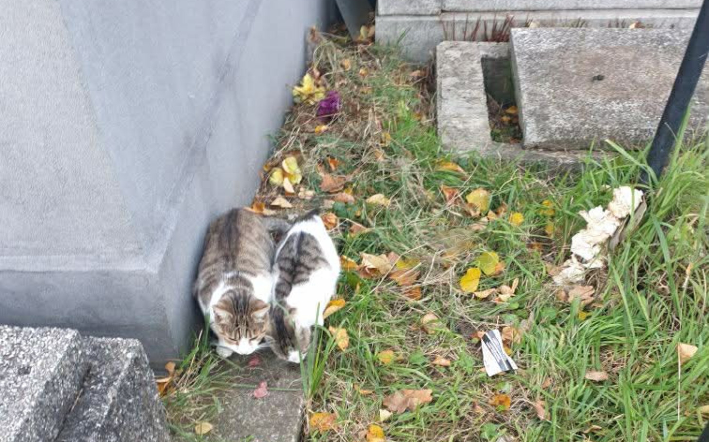 
        Dwa koty w trawie, eksplorujące otoczenie.
    