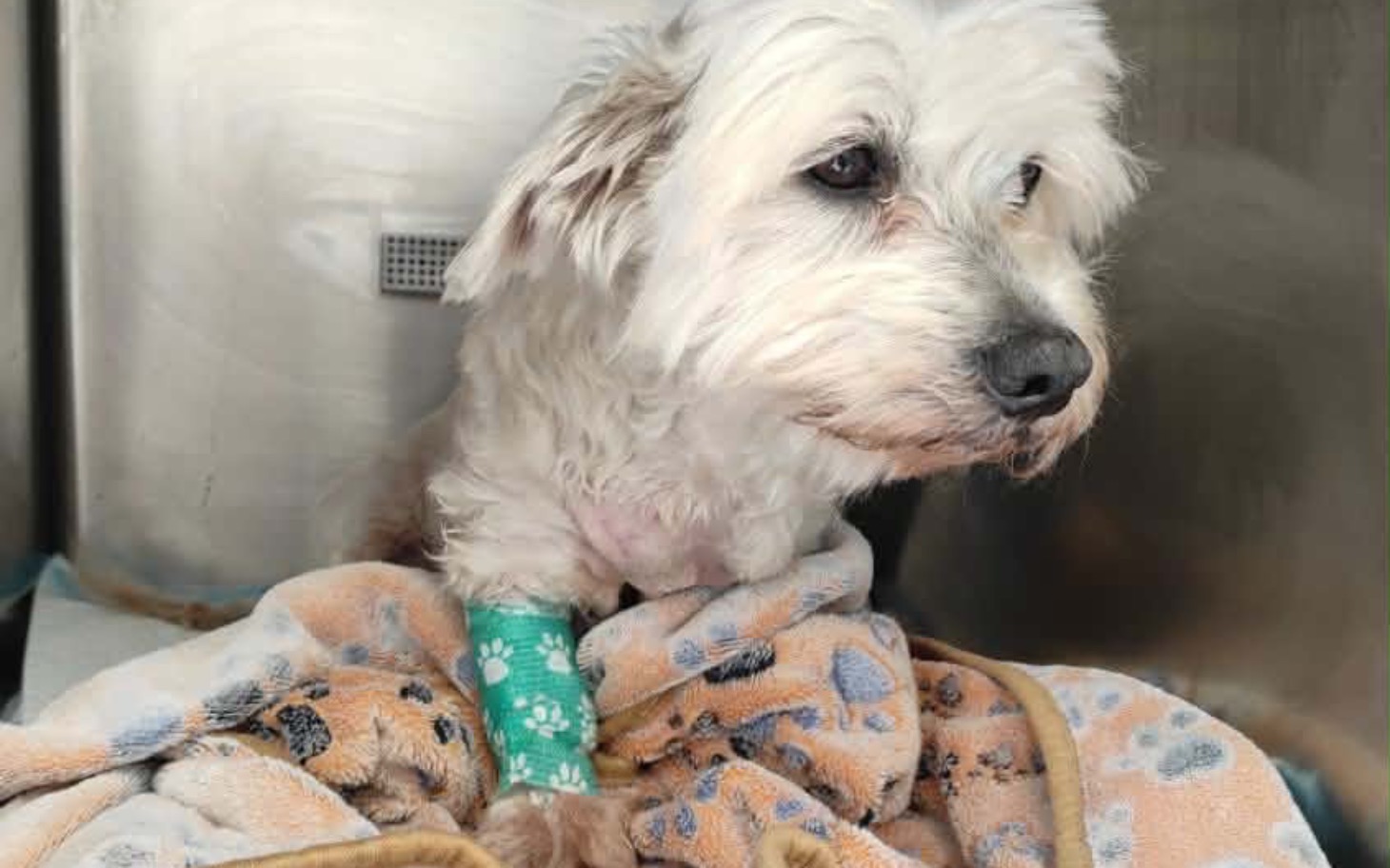 
        Pies w szpitalu weterynaryjnym, z opatrunkiem na łapie.
    