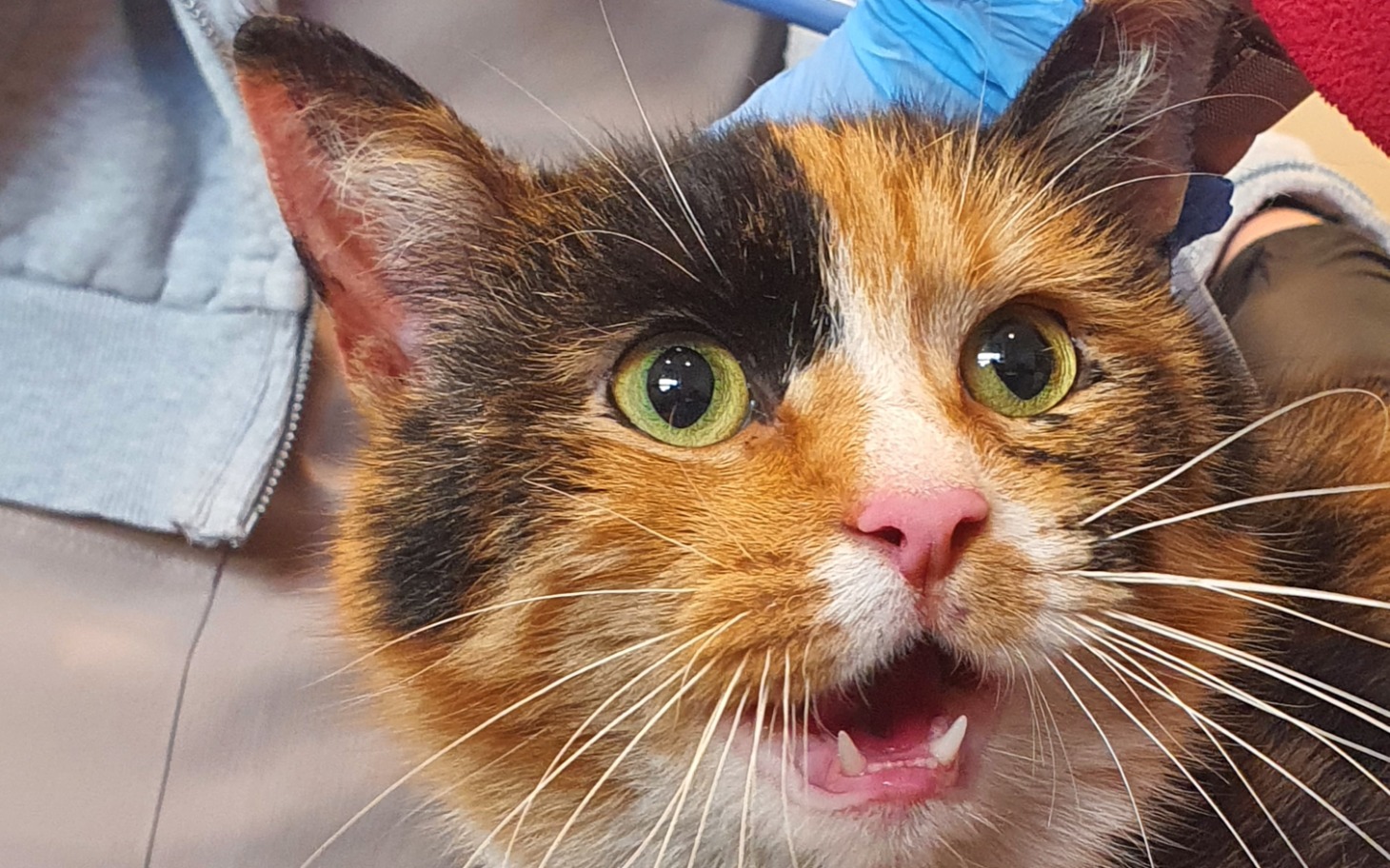 
        Kot z wyrazistymi oczami, patrzący w stronę obiektywu.
    