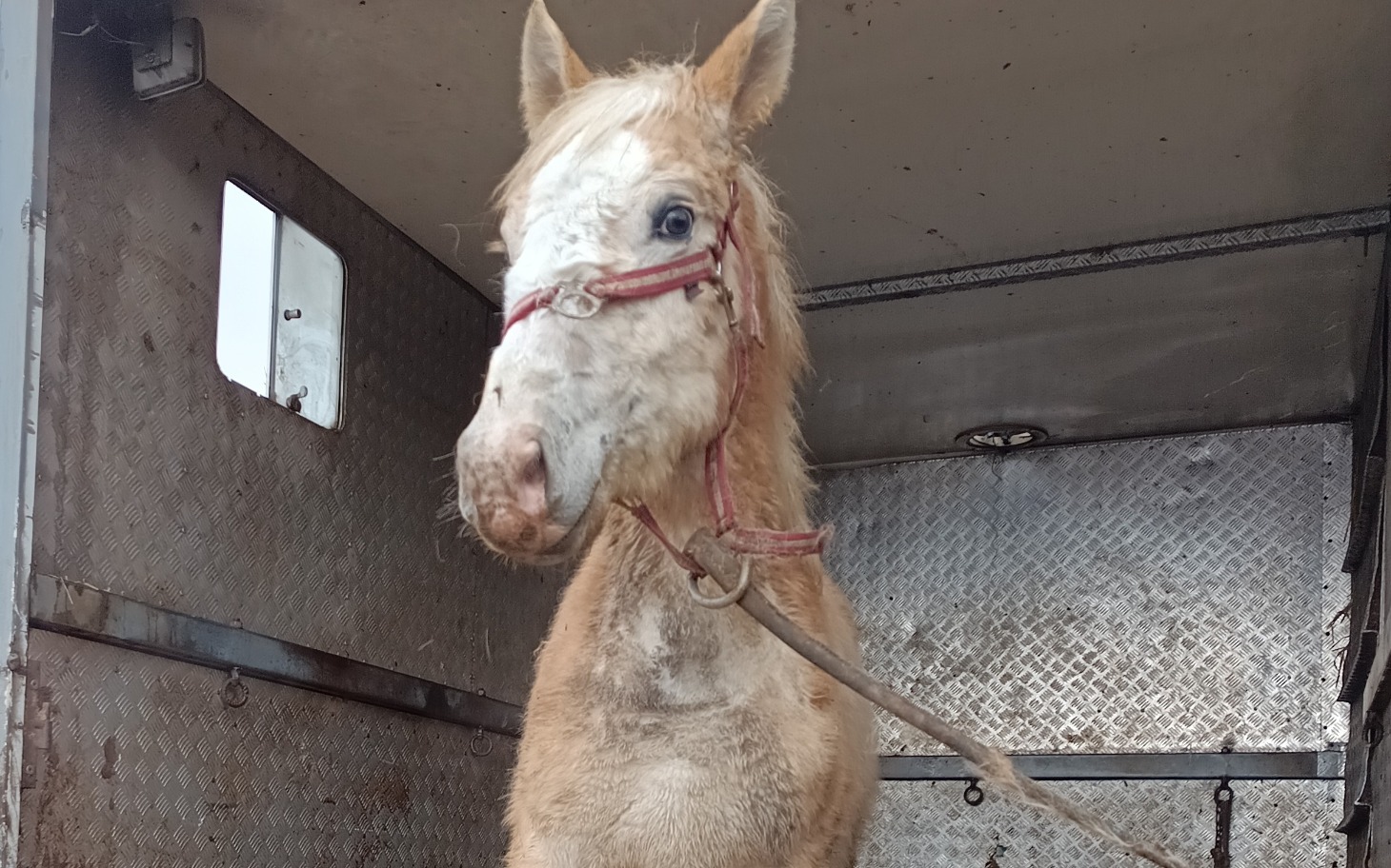 
        Młody koń w przyczepie, z brudną sierścią i smutnym wyrazem.
    
