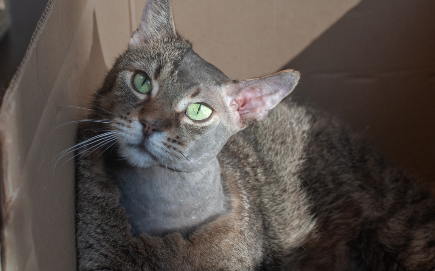 
        Kot z zielonymi oczami, relaksujący się w kartonowym pudełku.
    