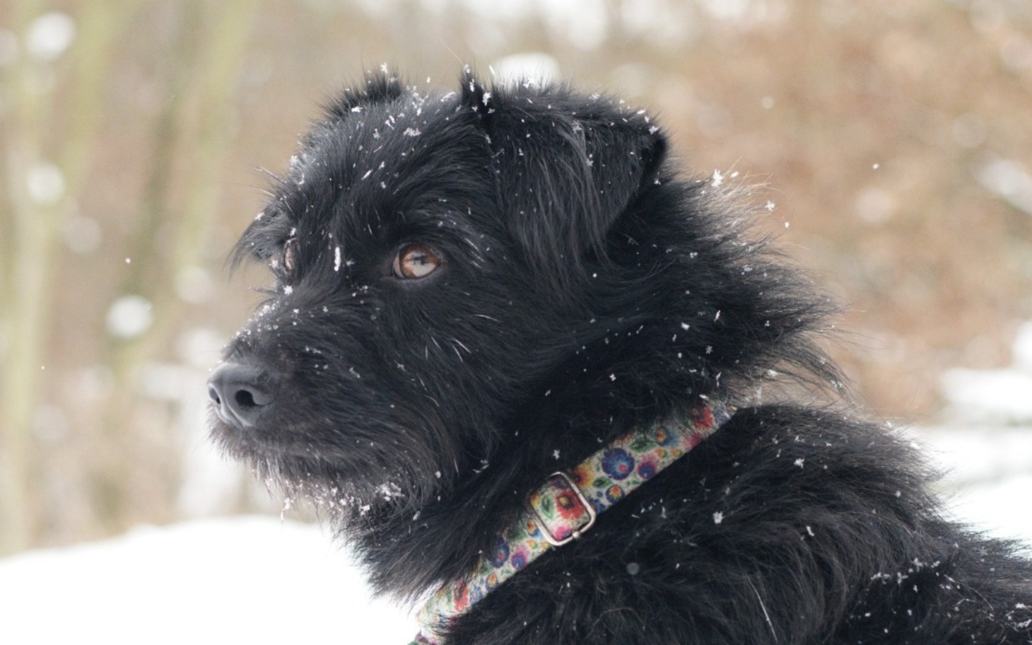 
        Czarny pies w zimowej scenerii, z płatkami śniegu na sierści.
    