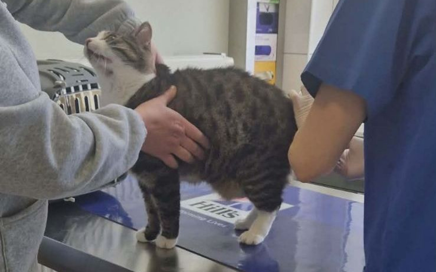 
        Kot na stole weterynaryjnym, otrzymujący pieszczoty od właściciela.
    