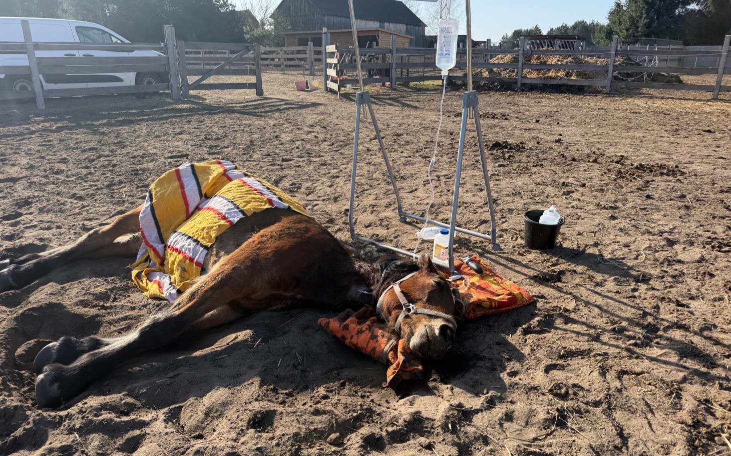 
        Chory koń leżący na ziemi z kroplówką.
    