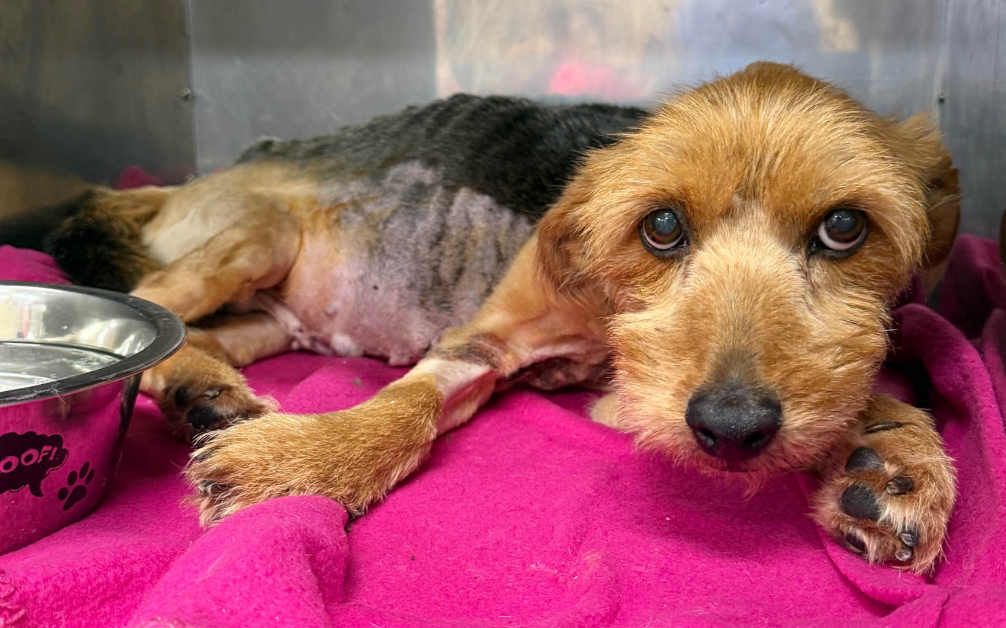 
        Chory pies w schronisku, leżący na różowym kocu.
    