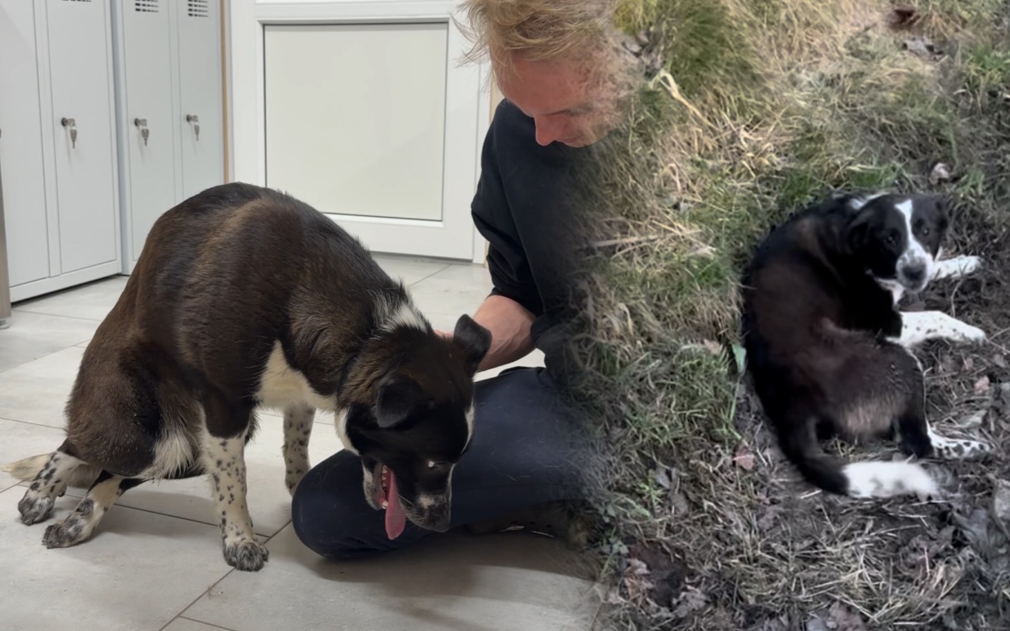 
        Pies bawi się z opiekunem w przytulnym wnętrzu.
    