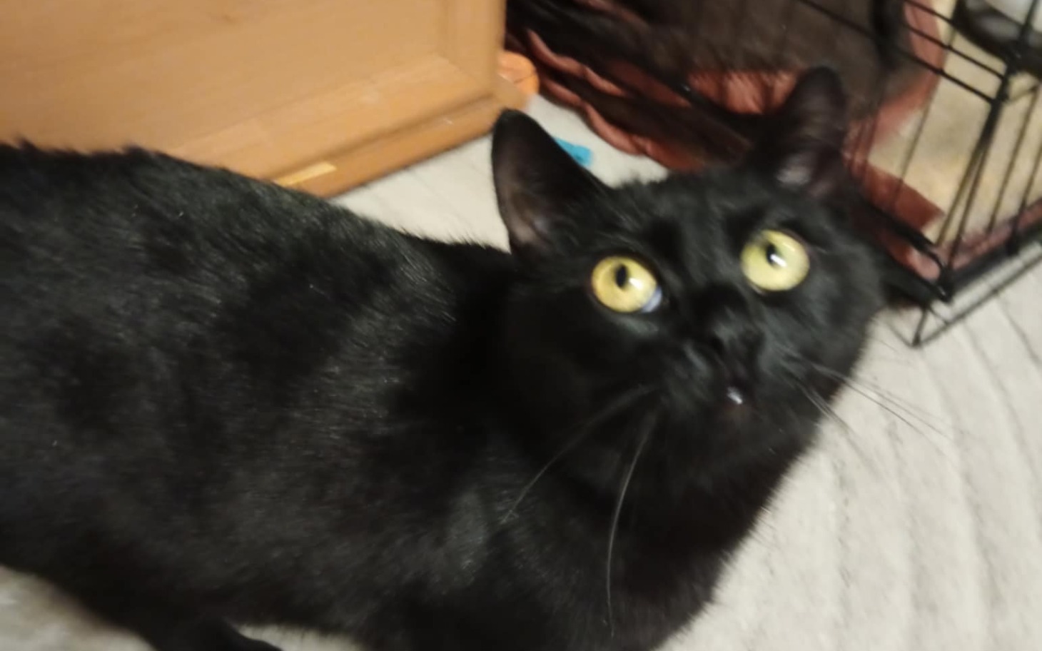 
        Czarny kot z dużymi oczami, patrzący w górę.
    