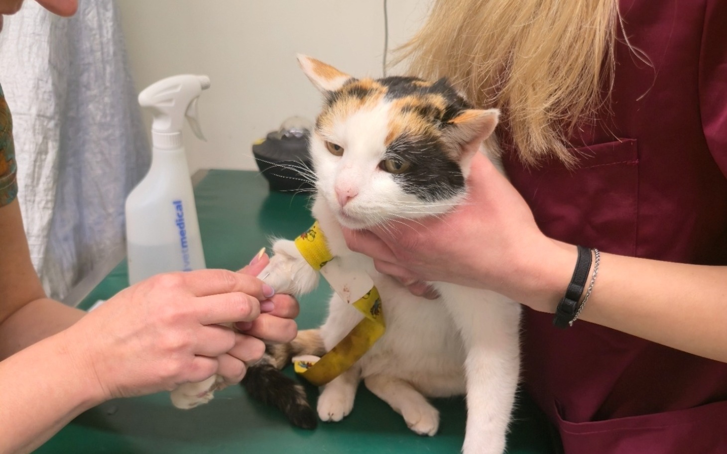 
        Kot z opatrunkiem na łapie, otrzymujący pomoc weterynaryjną.
    