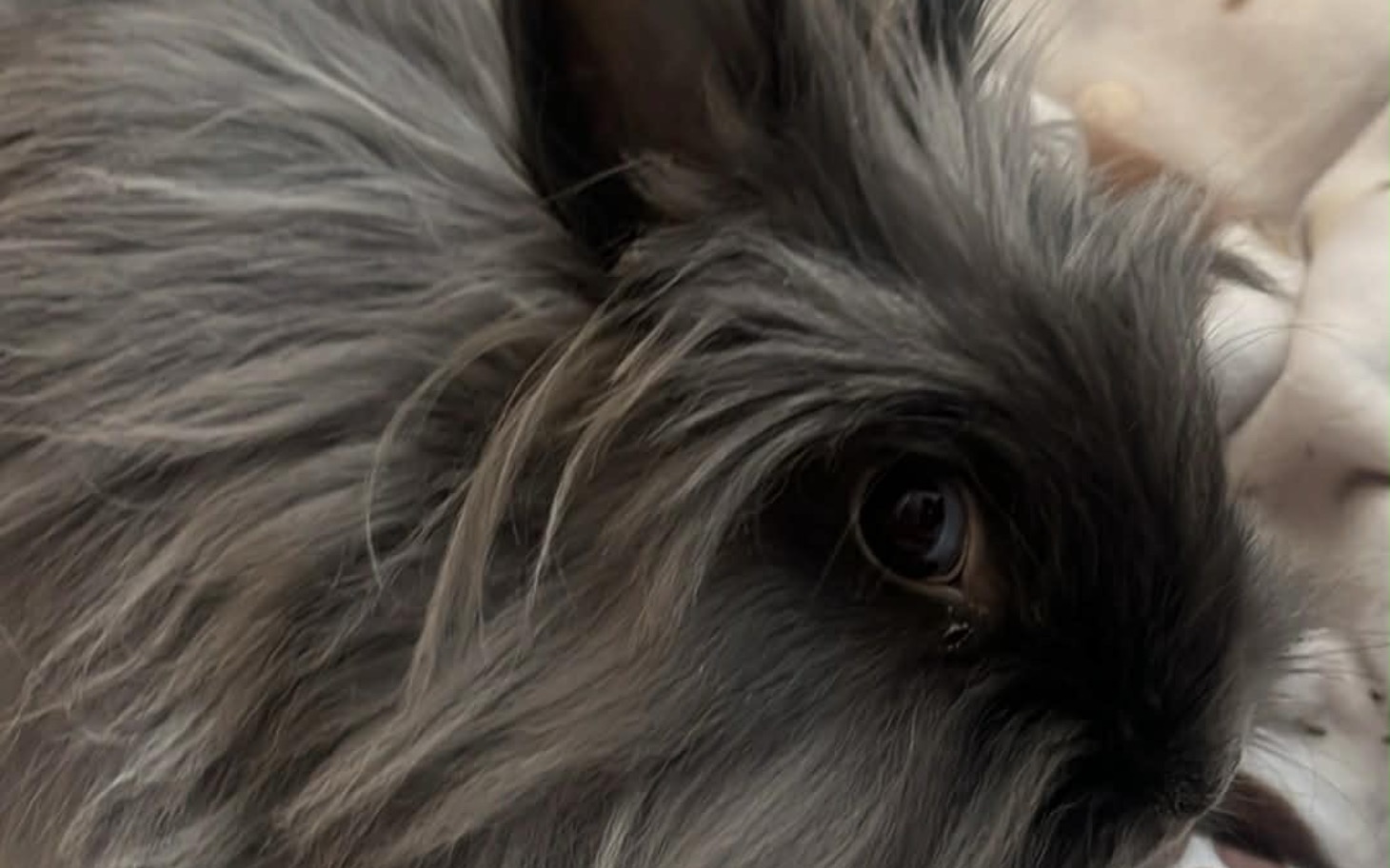 
        Szary królik z długim futrem, patrzący w stronę obiektywu.
    