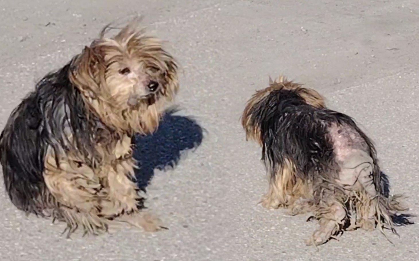 
        Dwa brudne yorki, siedzące na plaży.
    
