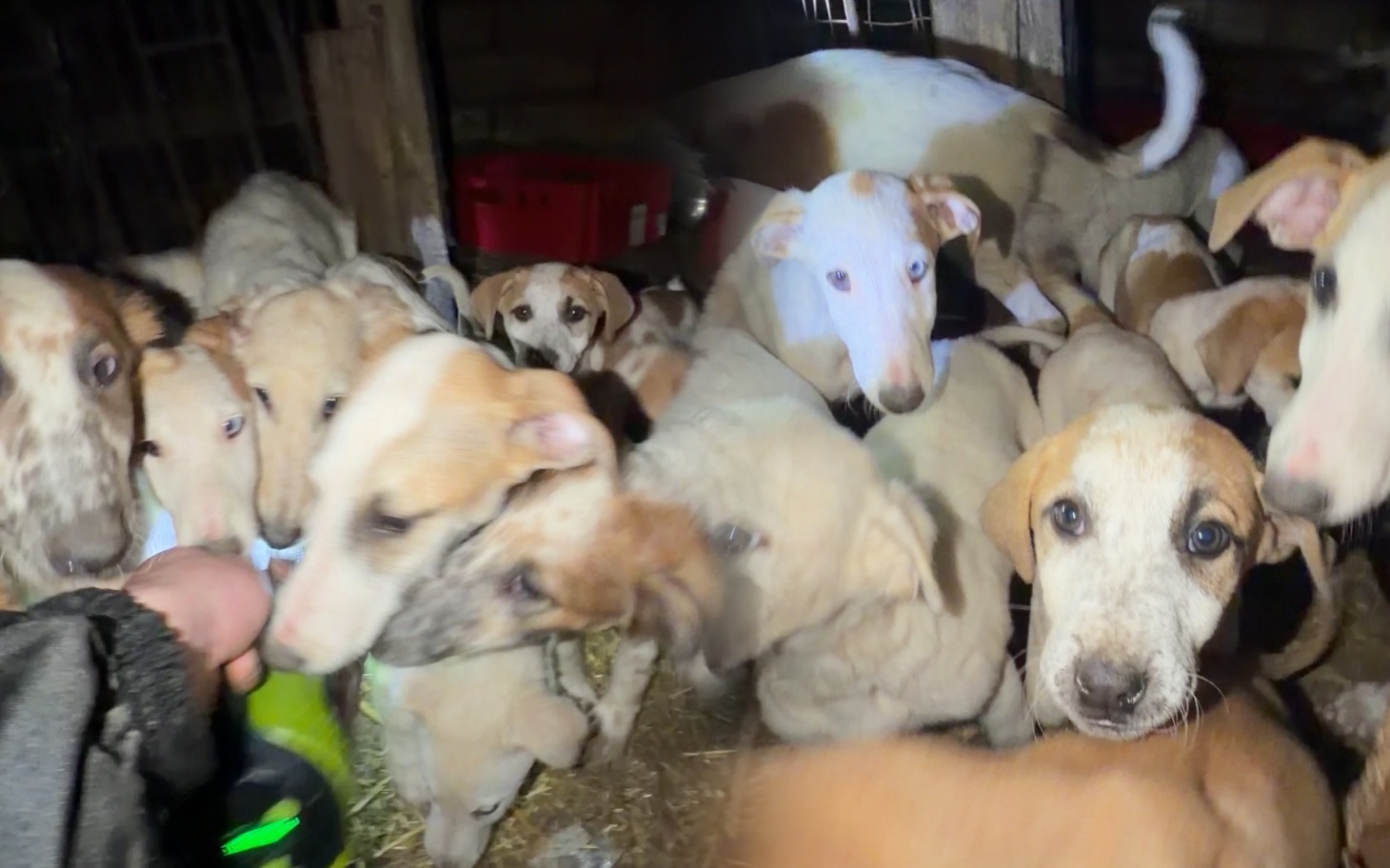 
        Grupa szczeniąt w schronisku, szukających kochających właścicieli.
    