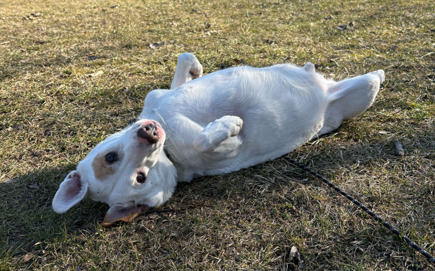 
        Pies leży na trawie, pokazując radość i beztroskę.
    